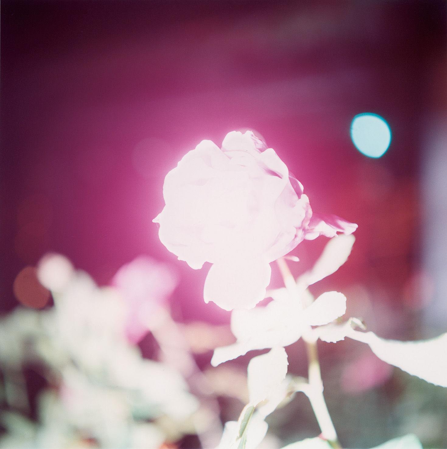 rinko_kawauchi.jpg