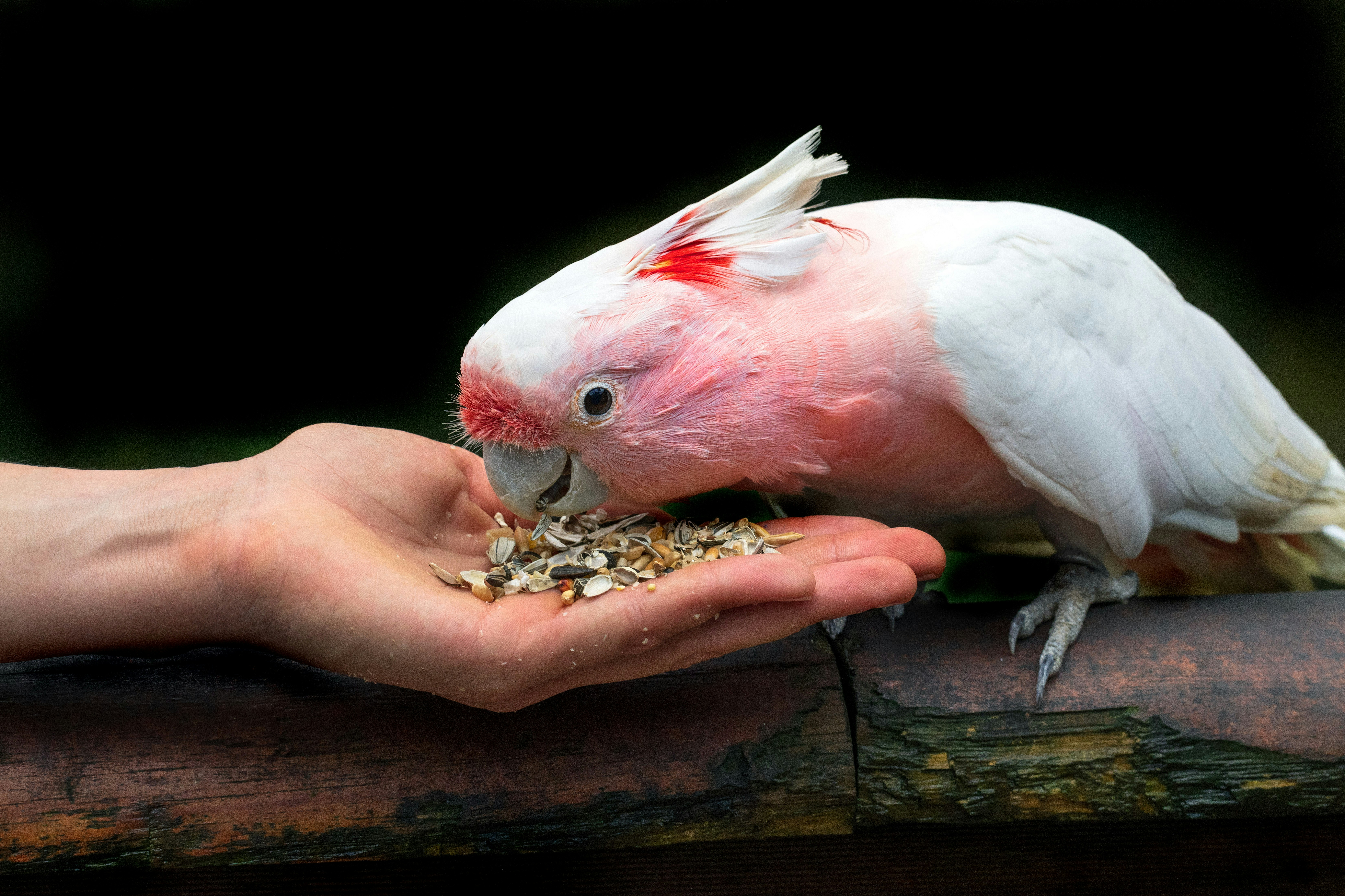 Your backyard birds deserve better than stale seeds: Feed them right this winter! 