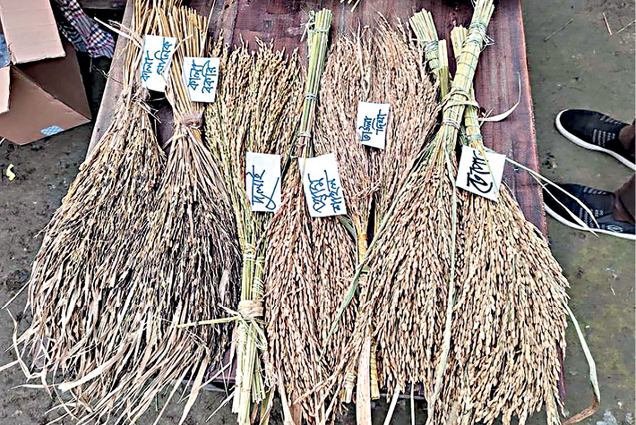 grain-1.jpg
