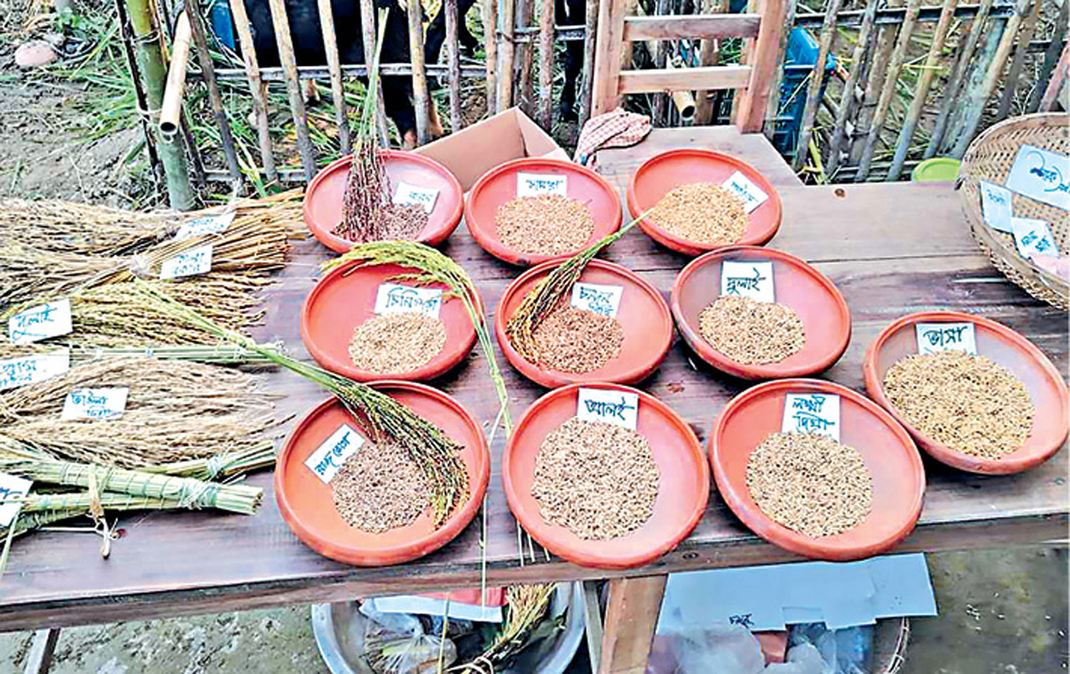 grain-3.jpg