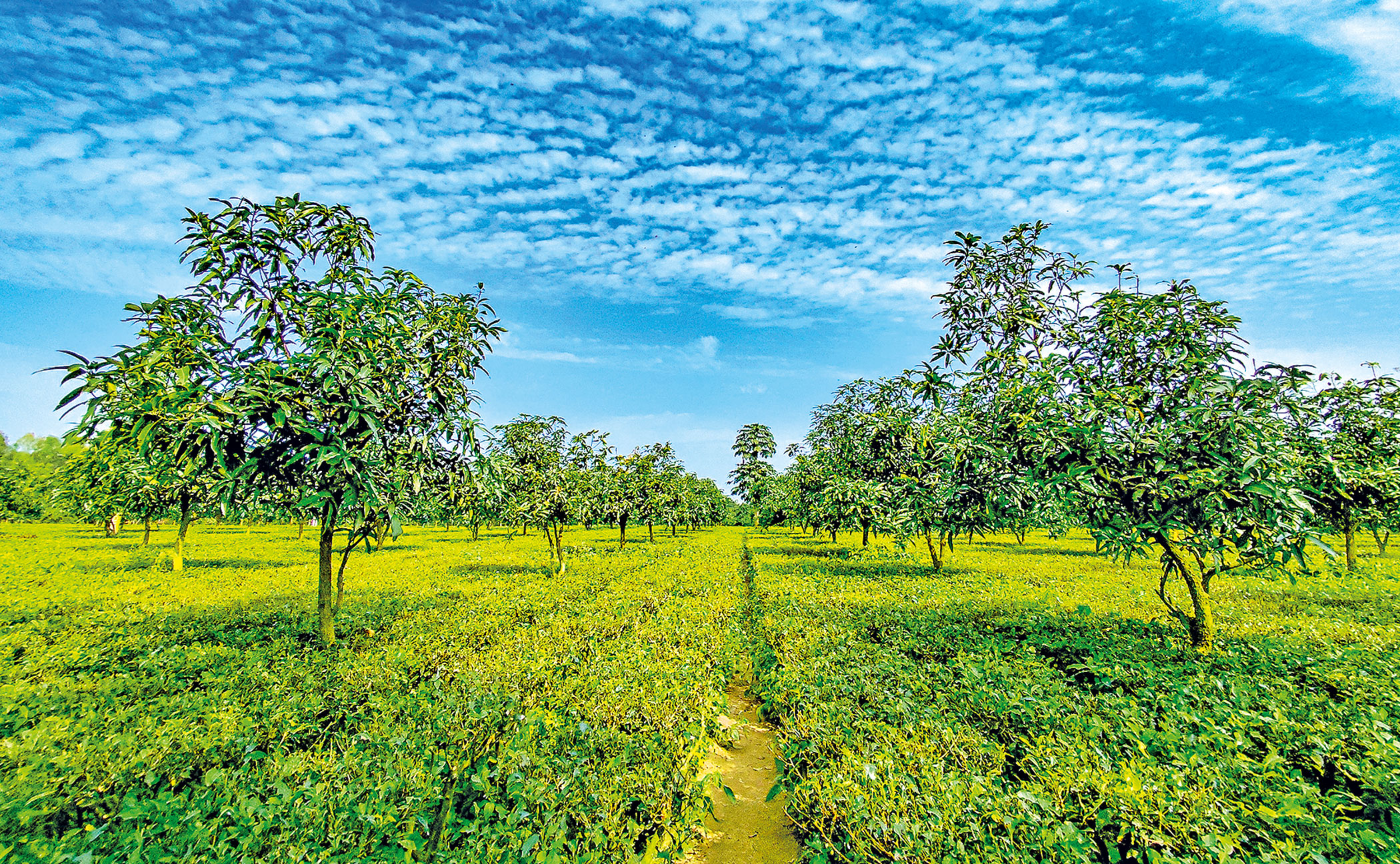  top tourist destinations in Panchagarh