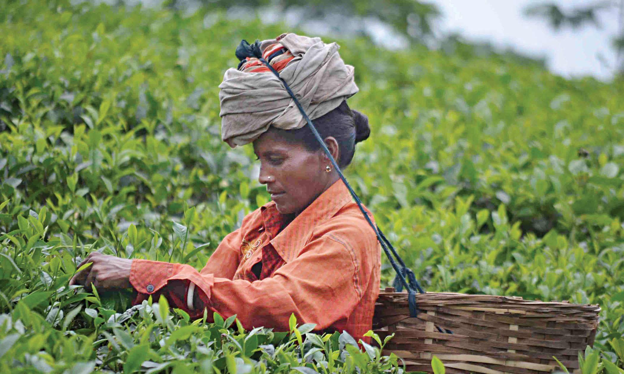 tea-auction-2.jpg