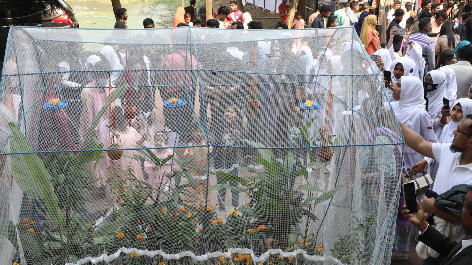 butterfly_fair_8.jpg