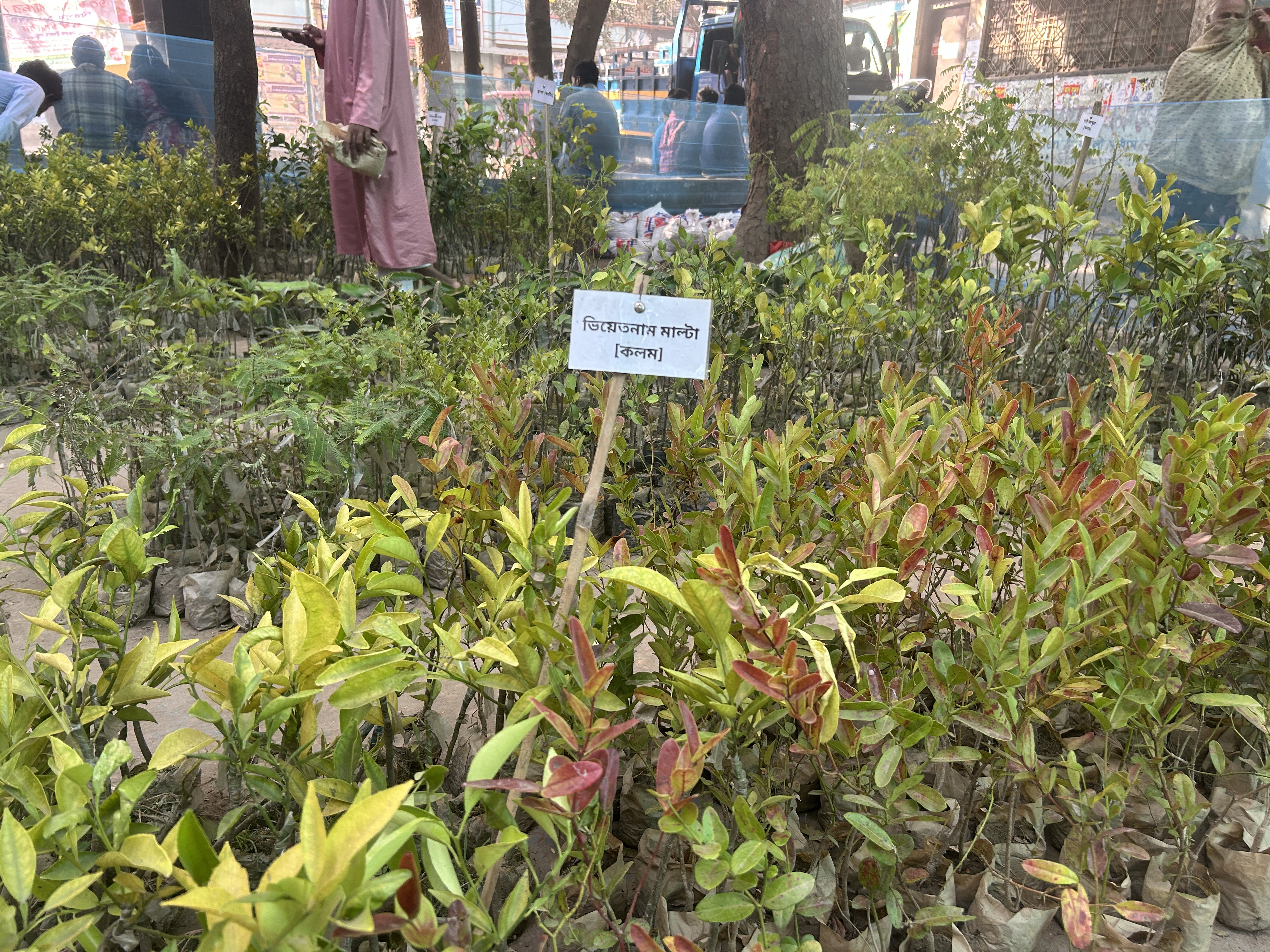 Mirpur's Tk 30 tree fair: Your chance to go green