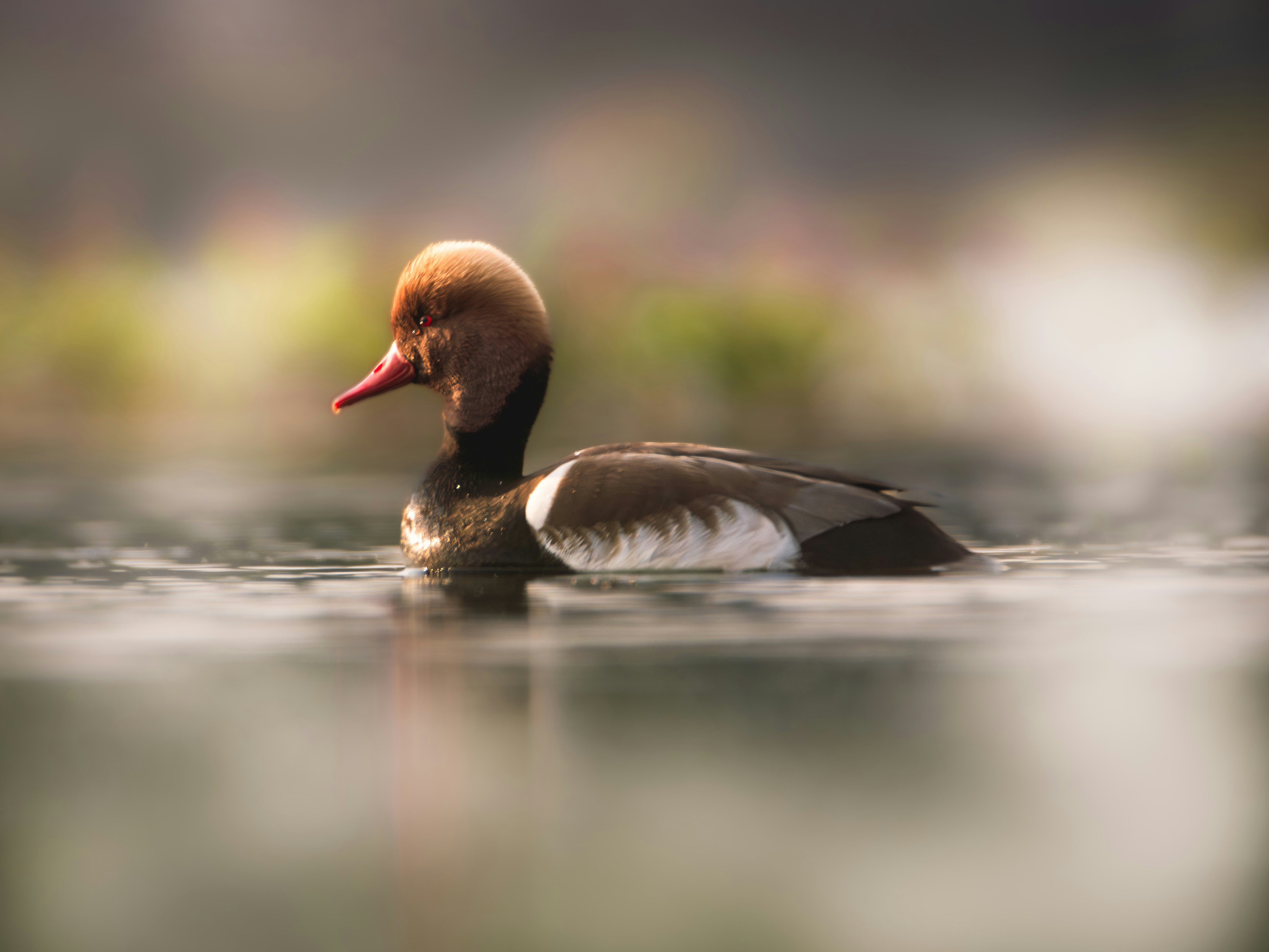 Best places to spot migratory birds in Bangladesh this winter           harshit-suryawanshi-gyq89kihk5c-unsplash.jpg
