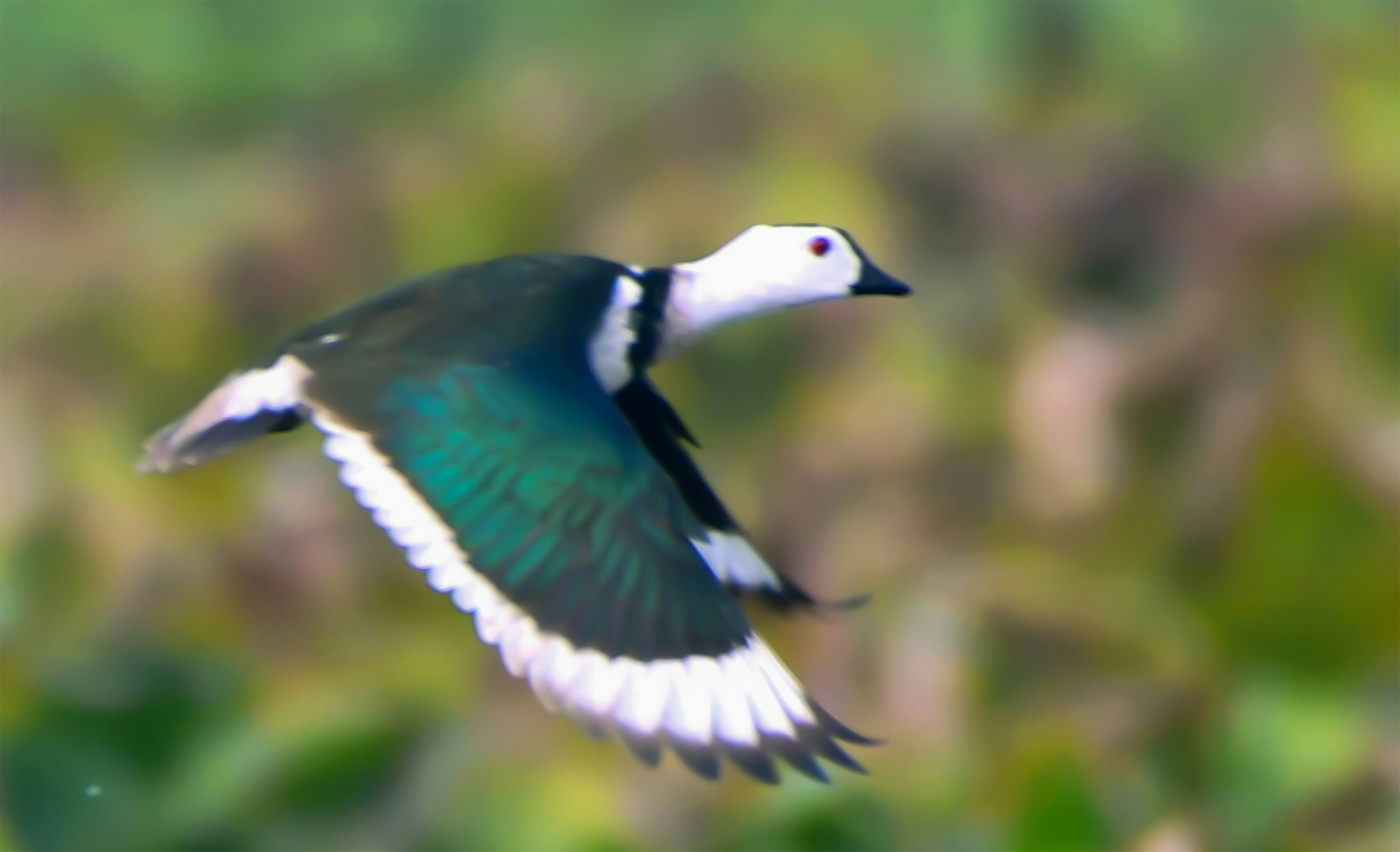 Best places to spot migratory birds in Bangladesh this winter               mosharraf-hossain-v09j6b_unj4-unsplash.jpg