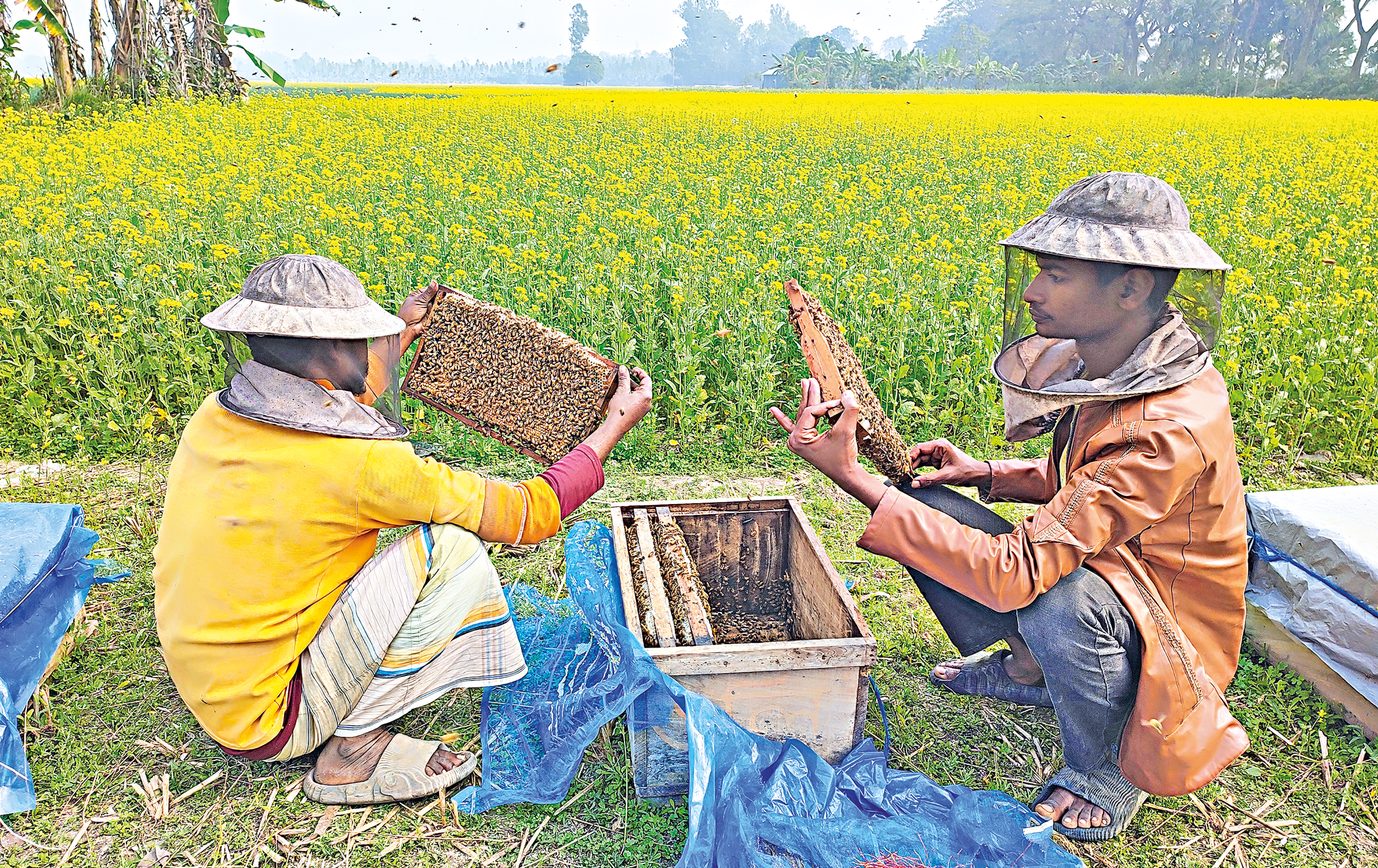 beekeeping
