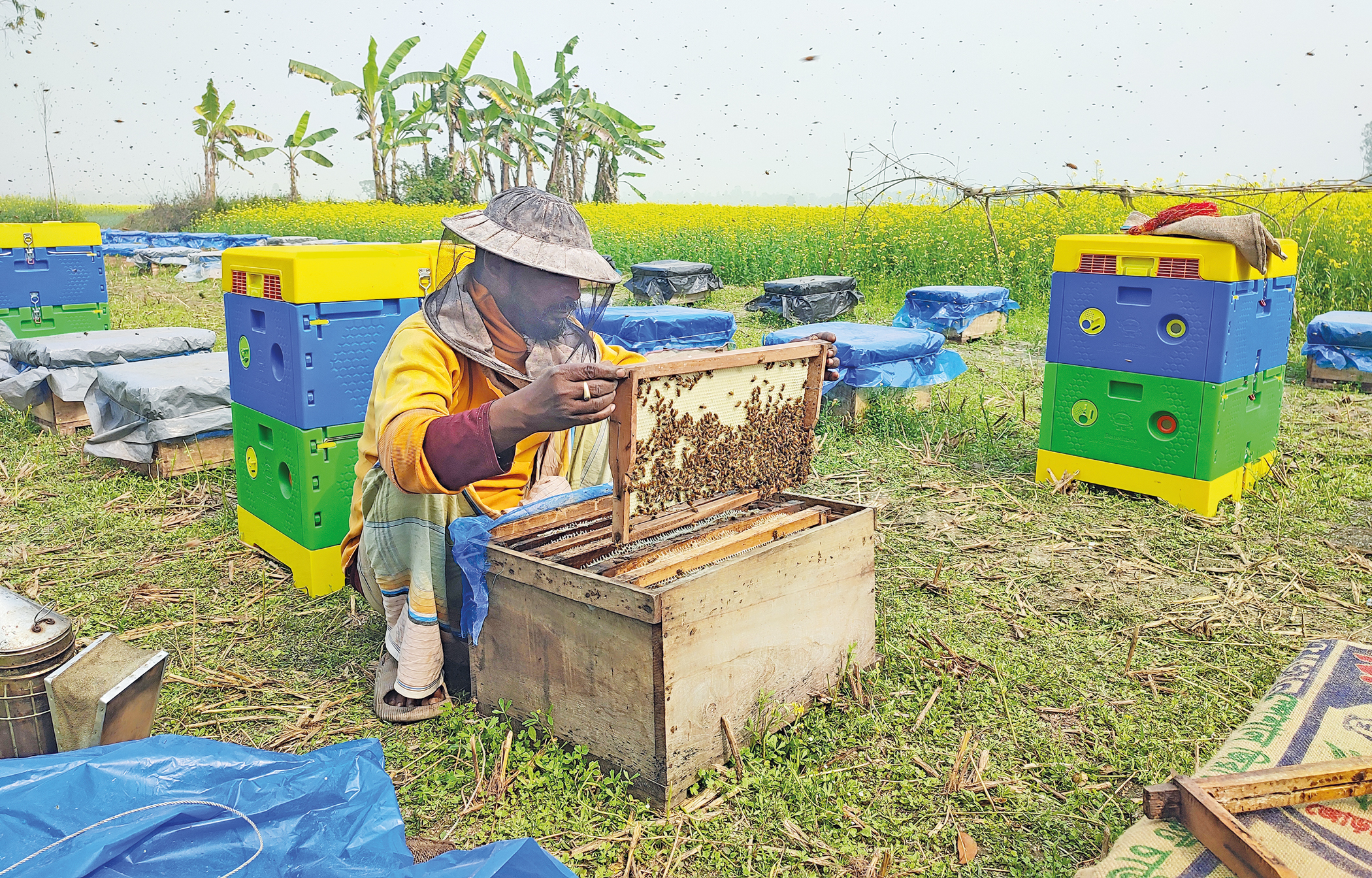 honey production