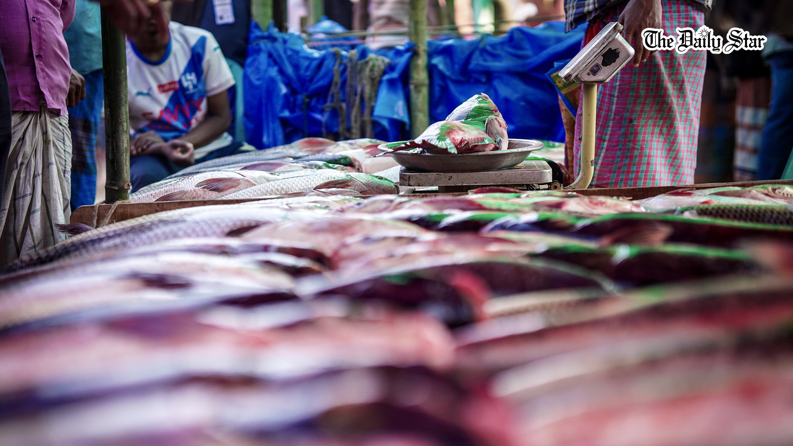 poradah_fish_fair_5.jpg