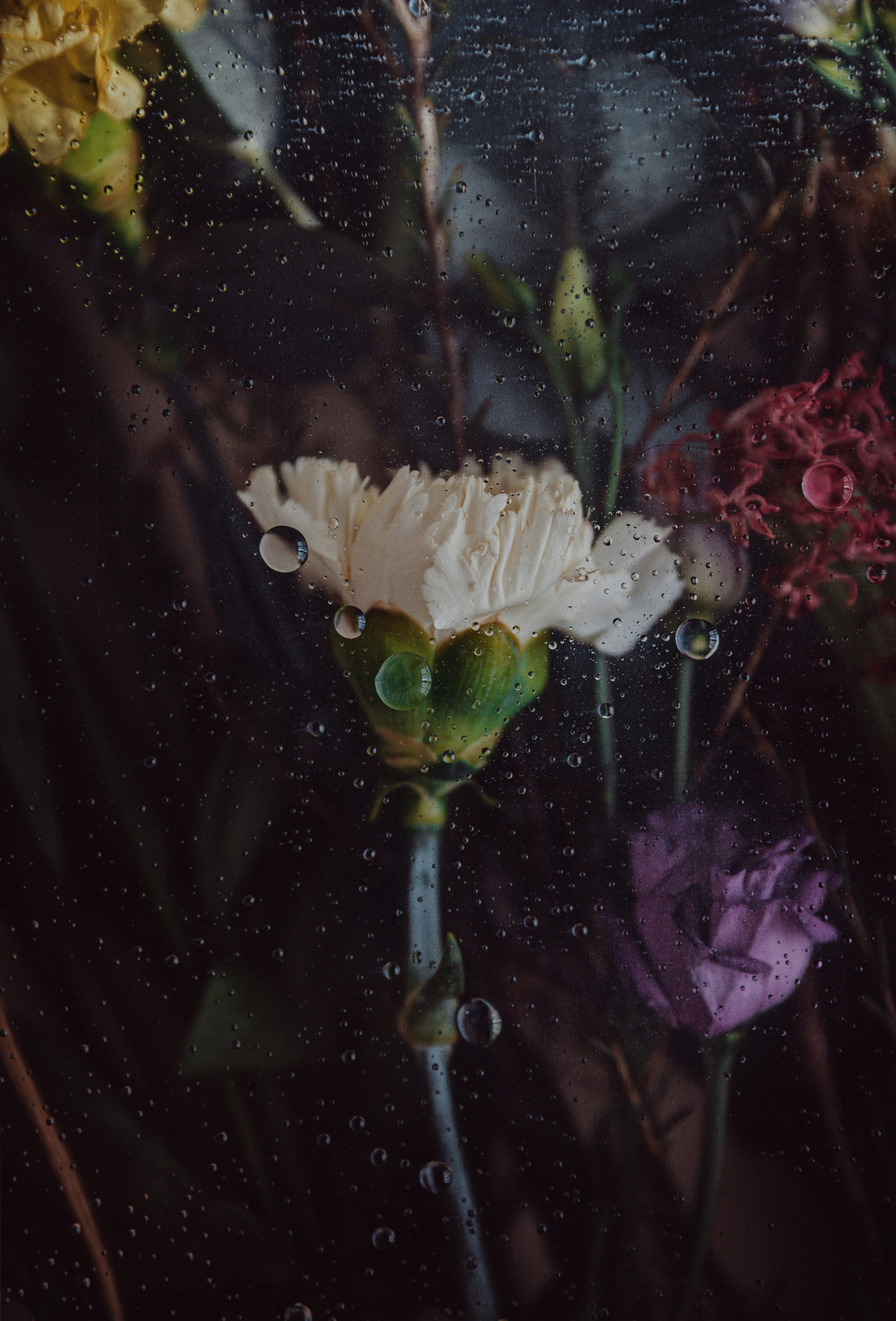 How to stop your flowers from dying as fast as your New Year’s Resolutions         tamara-harhai-r7ev-nqluvy-unsplash.jpg
