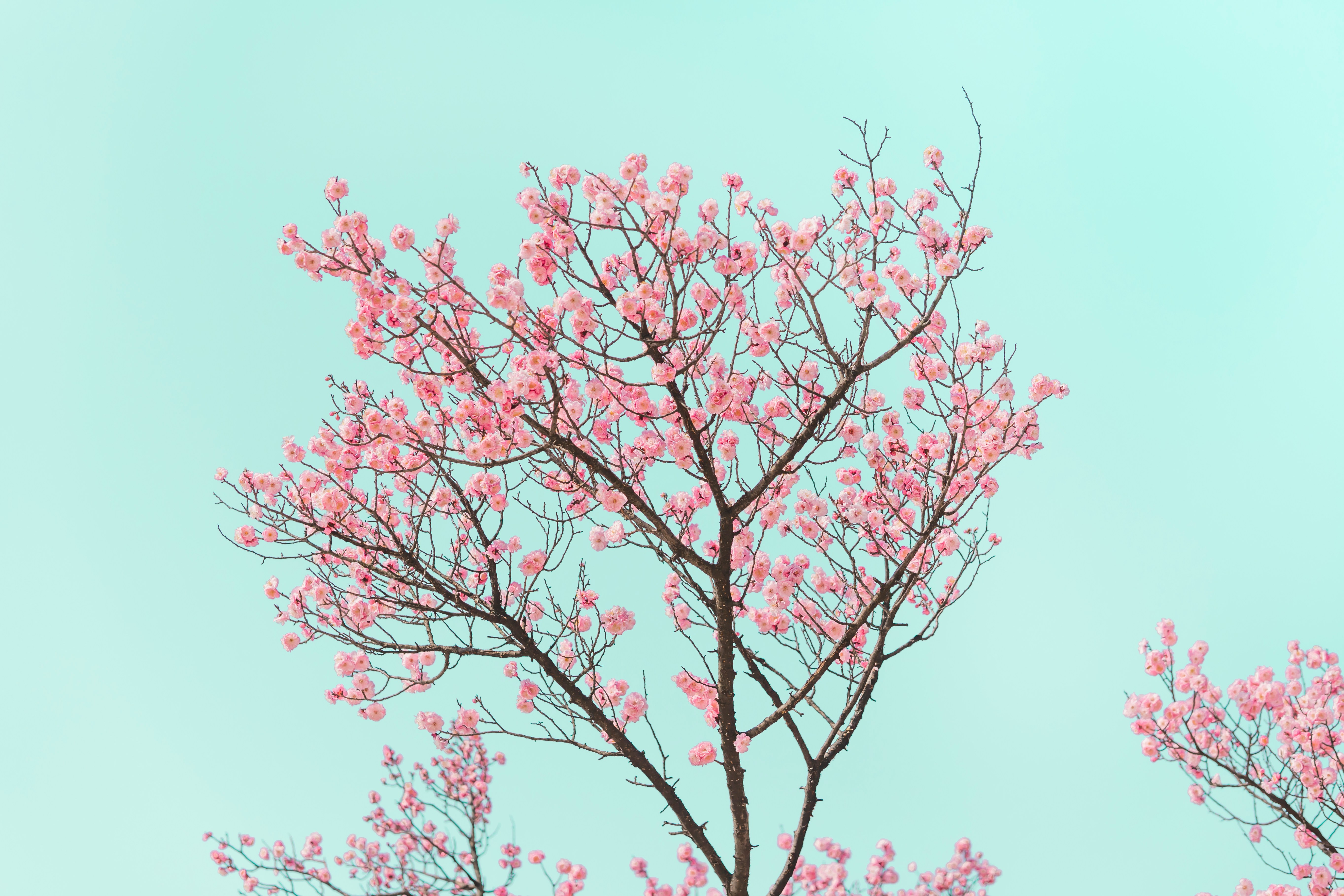 Vietnam   5 scenic Asian spots where cherry blossoms will take your breath away     ana-nogrey-sxdjmducbzy-unsplash.jpg