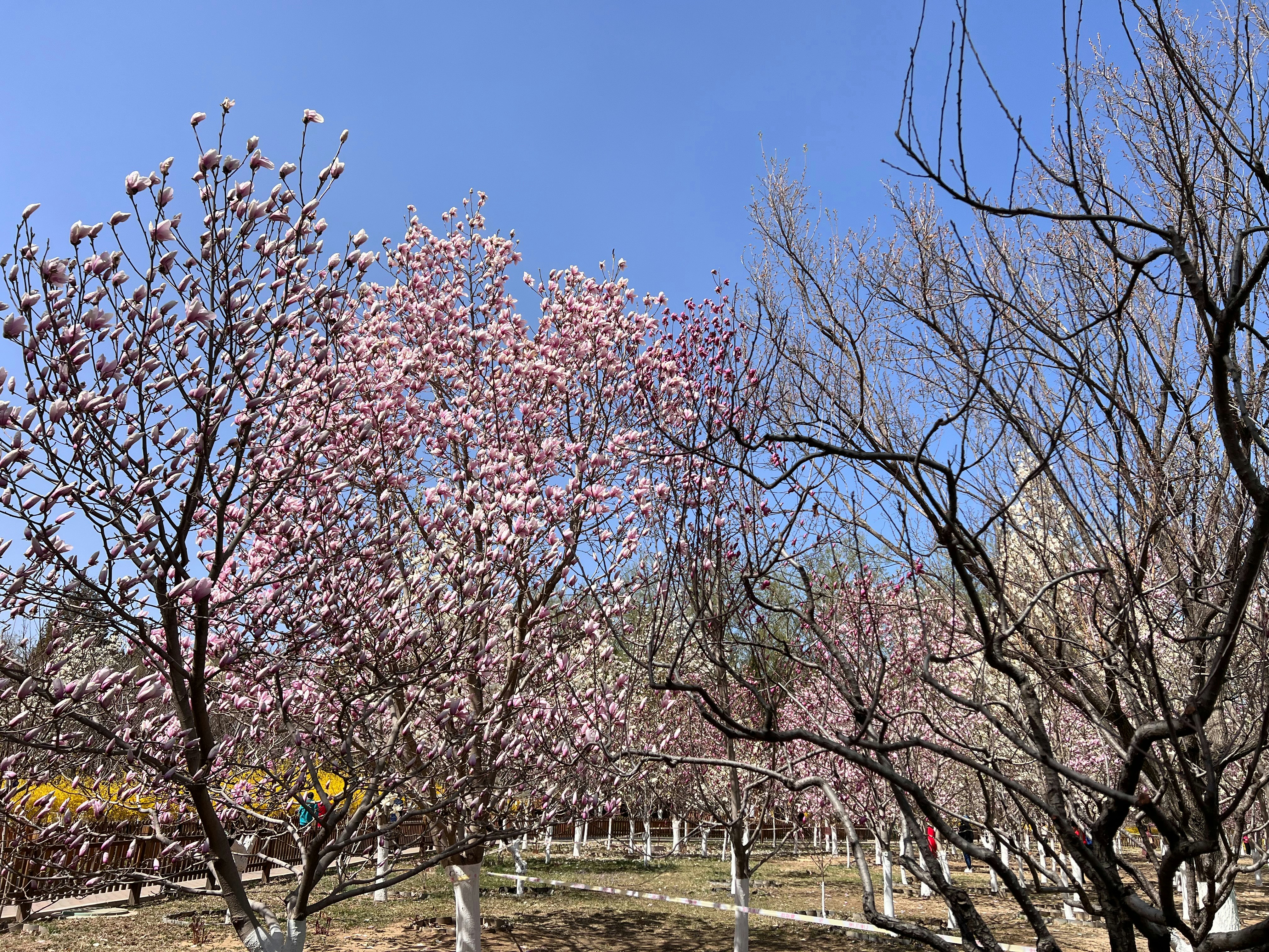 Korea    5 scenic Asian spots where cherry blossoms will take your breath away     andy-zhang-nafezarjwce-unsplash.jpg