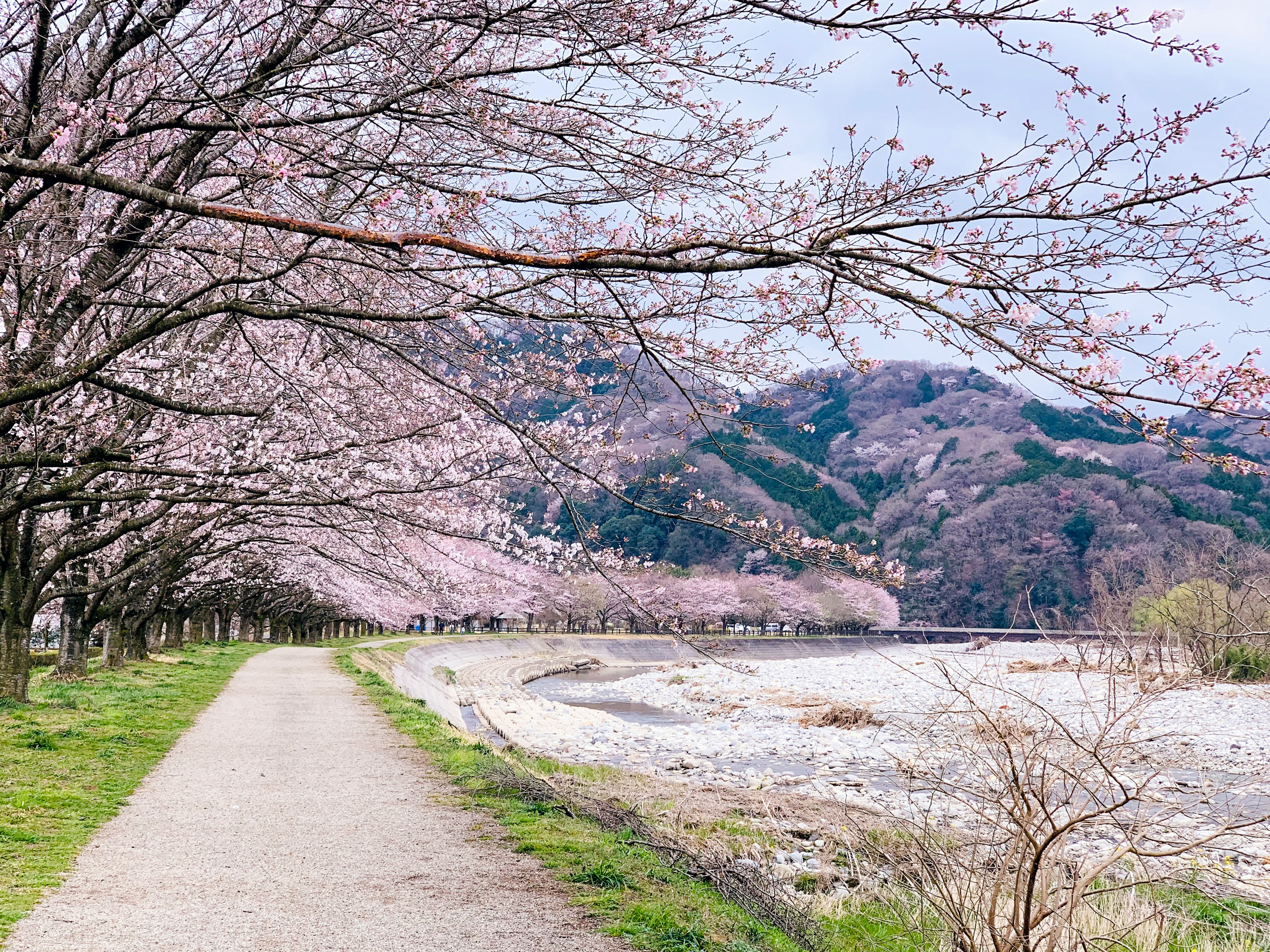 Japan    5 scenic Asian spots where cherry blossoms will take your breath away      yusheng-deng-gnz6mhqtsly-unsplash.jpg