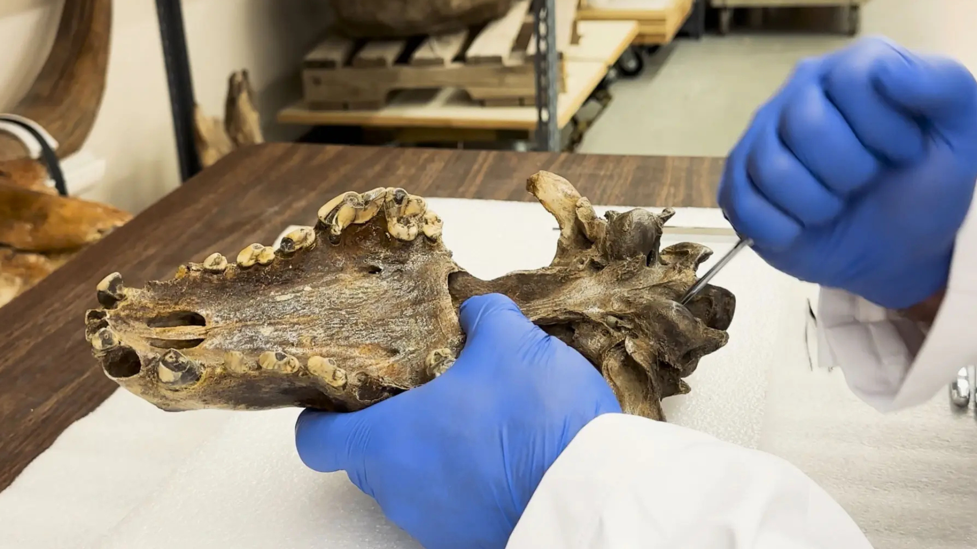 Dire wolf skull