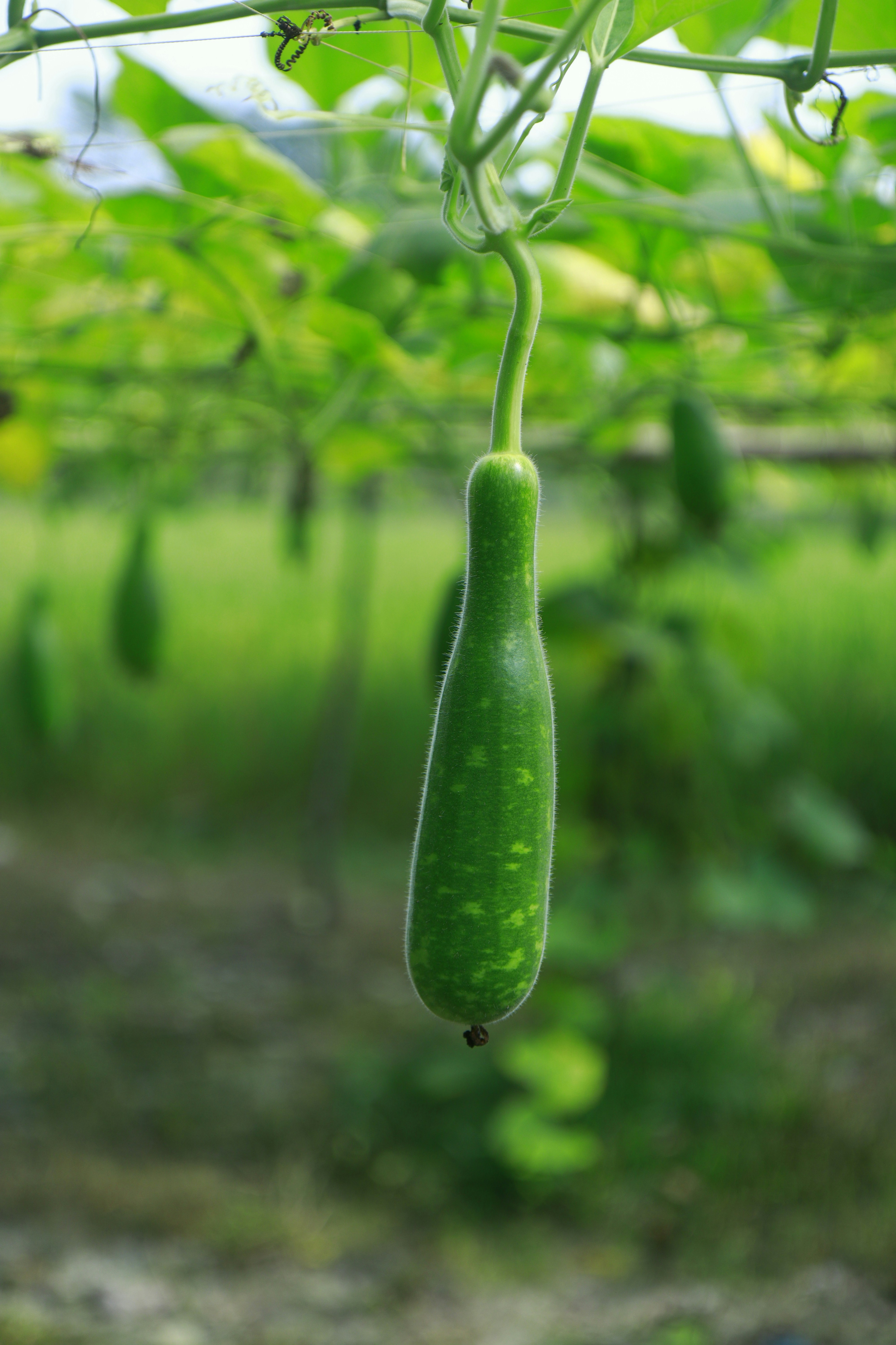 Bottle gourd    manoj-roy-js02qwnpoaa-unsplash.jpg
