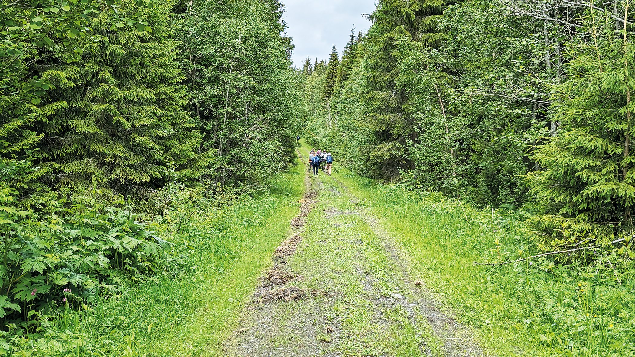 nordic-summer7.jpg