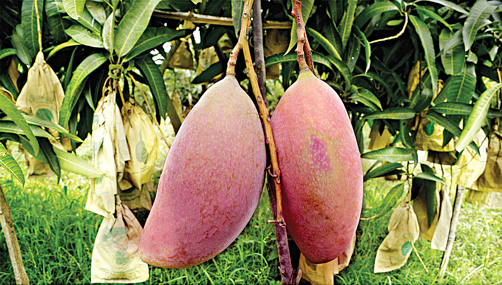 mango2.jpg