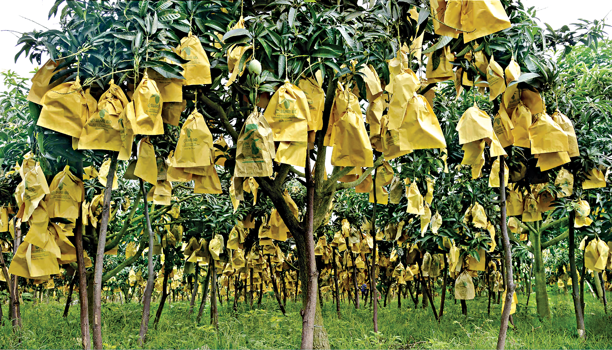 mango3.jpg