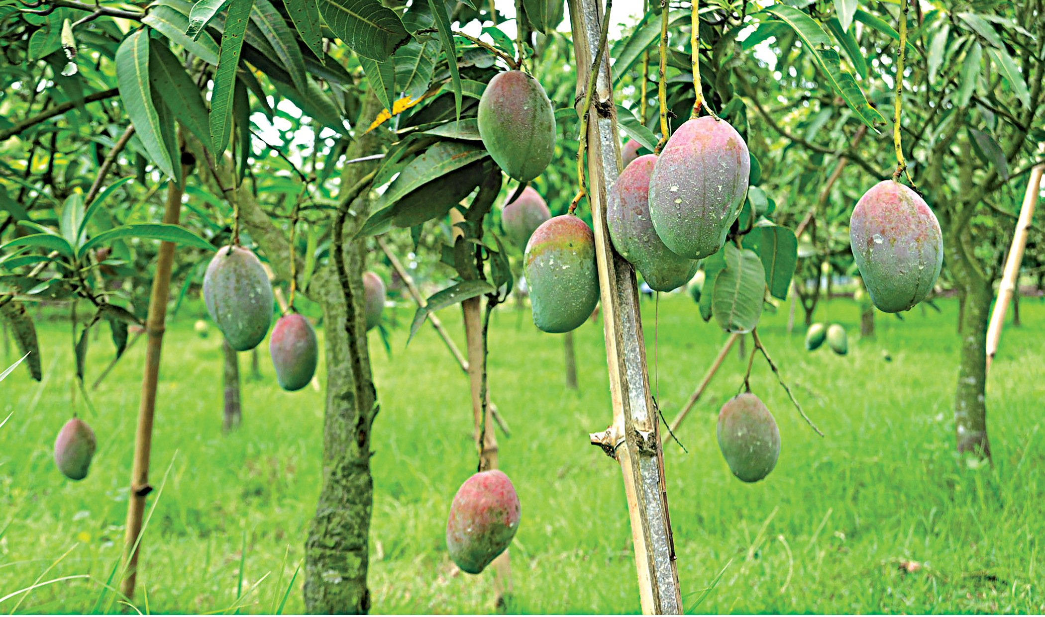 mango4.jpg
