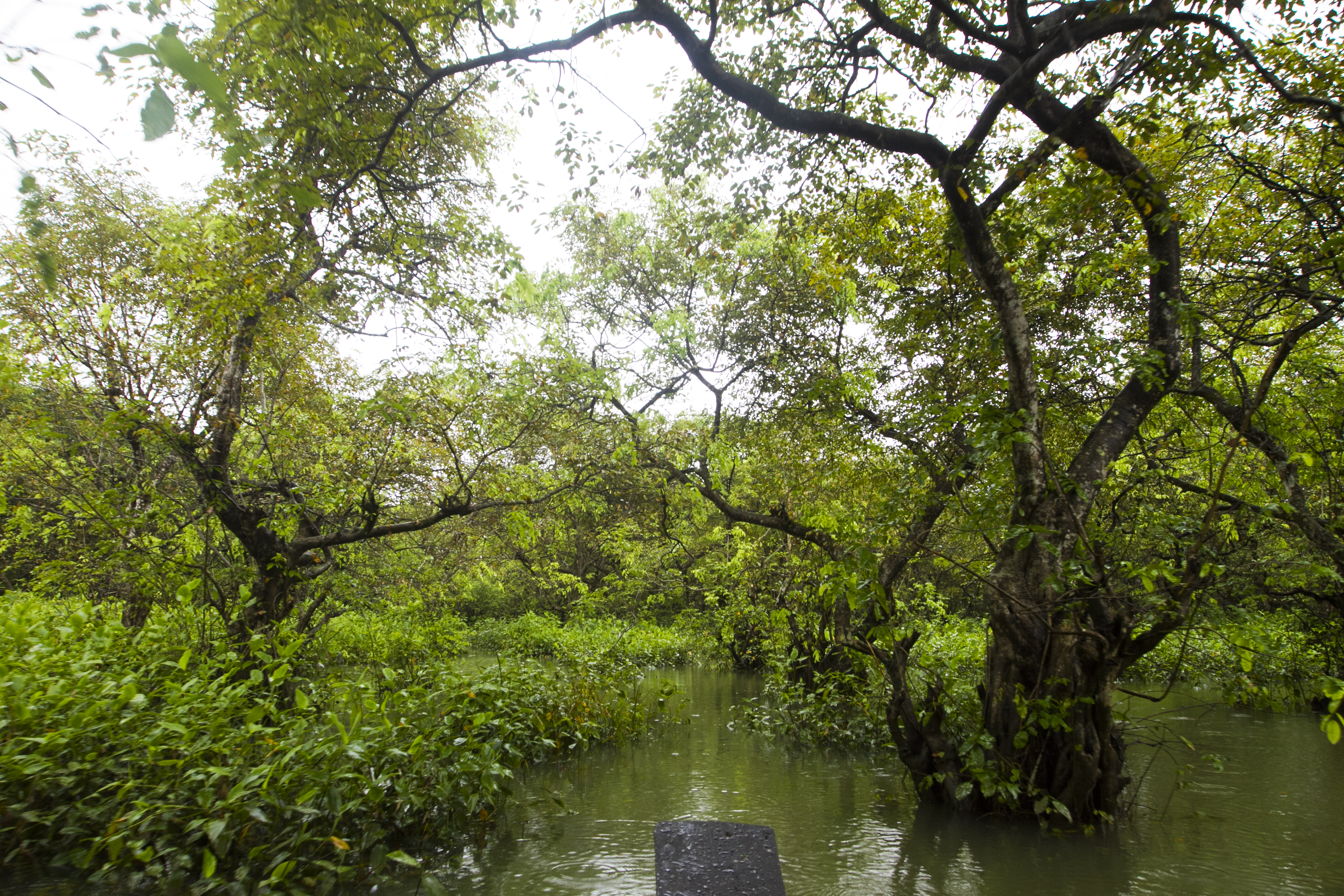 Ratargul and rain: A monsoon tale in motion