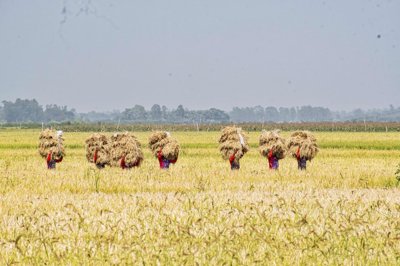 How AI can forecast rice market shocks in Bangladesh