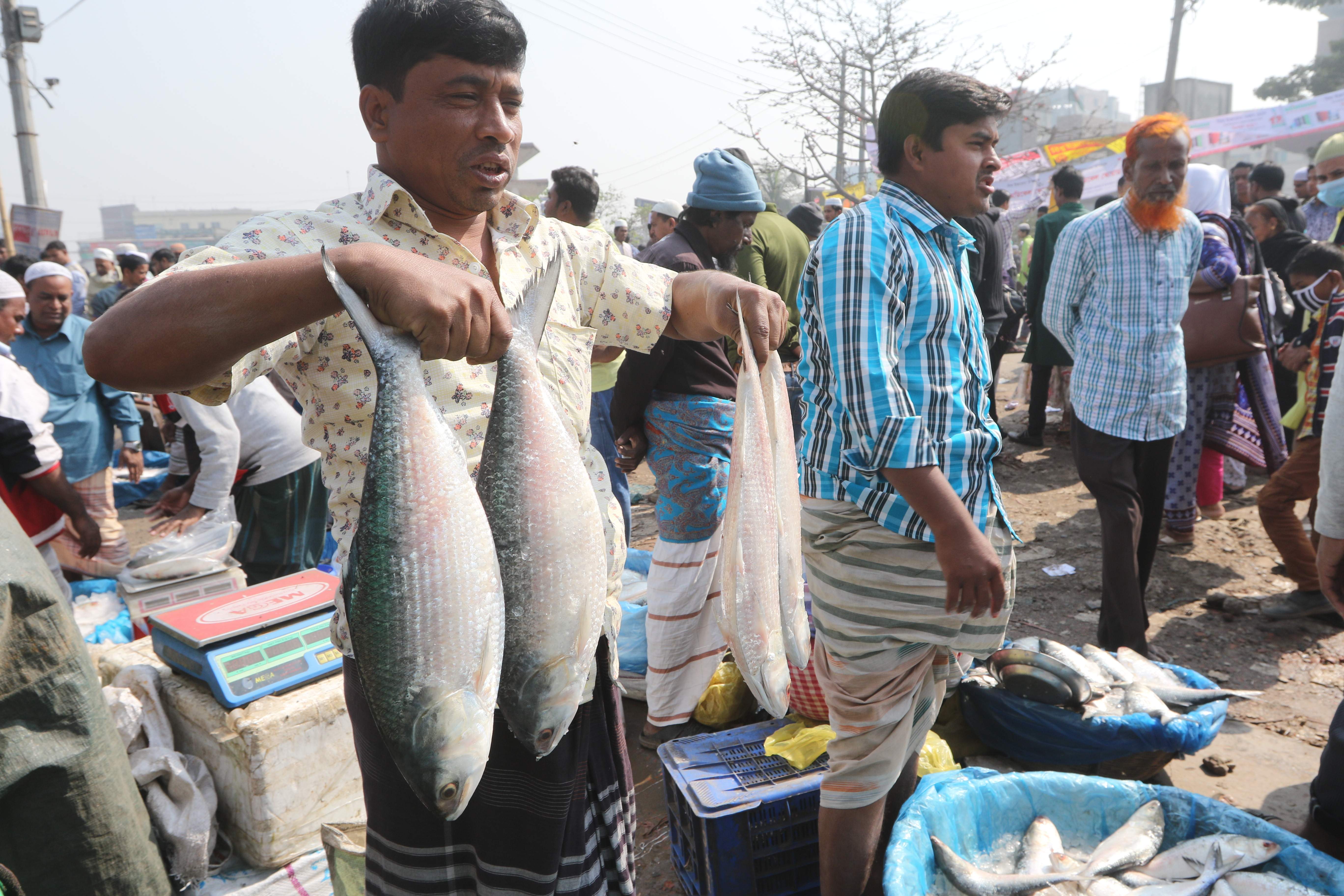 Govt allows 1,200 tonnes of hilsa export to India
