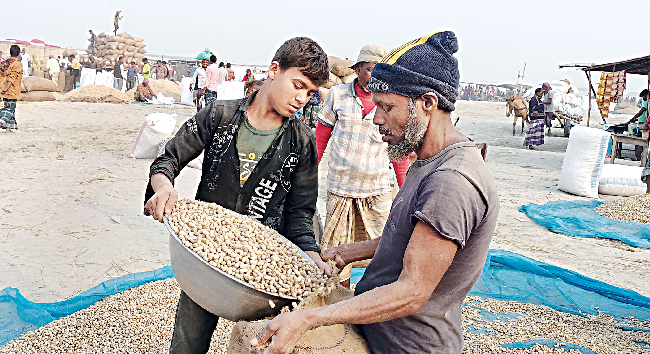 rangpur-peanuts-farming-04.jpg