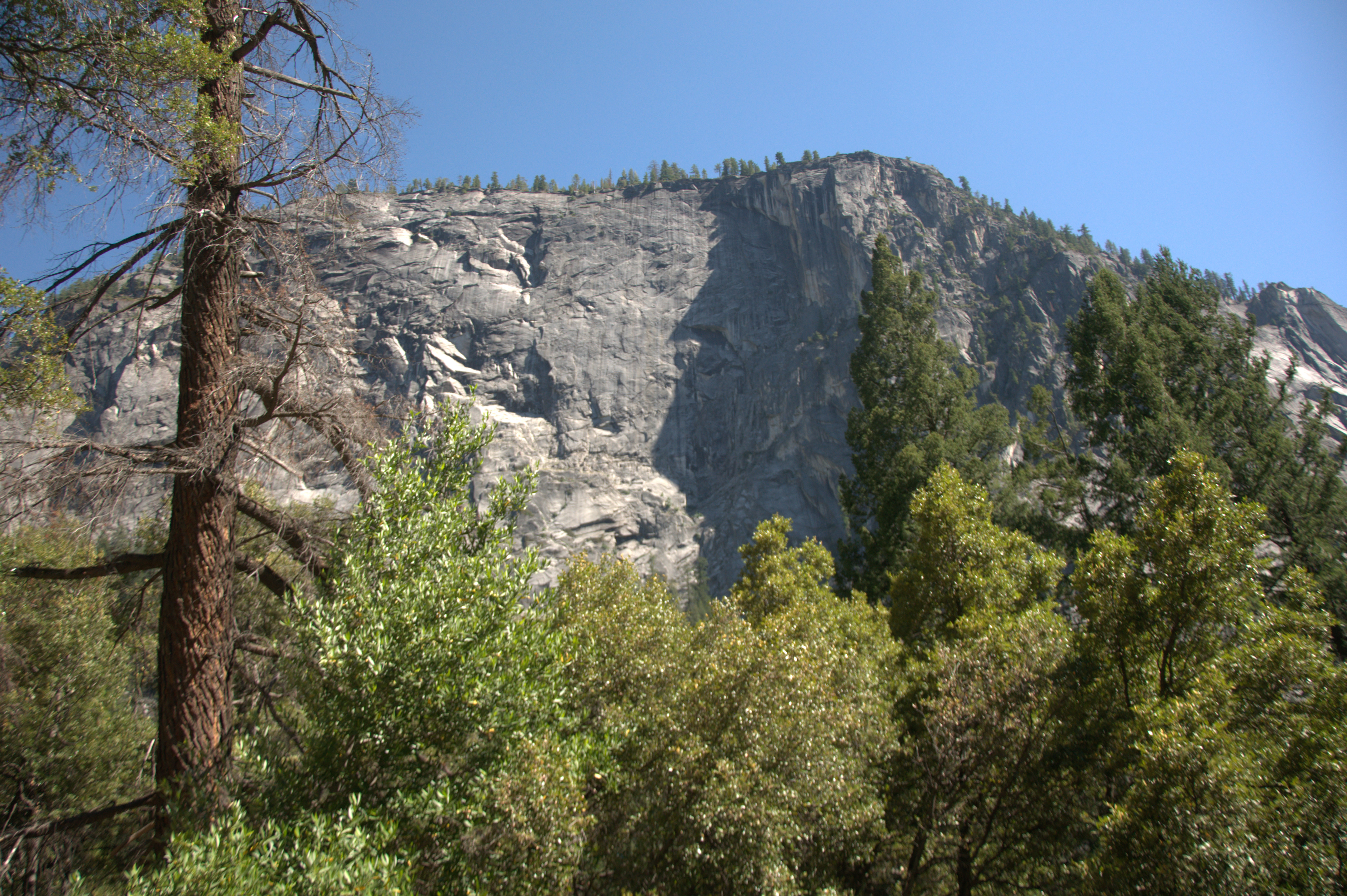 How micro-forests can heal our urban lives