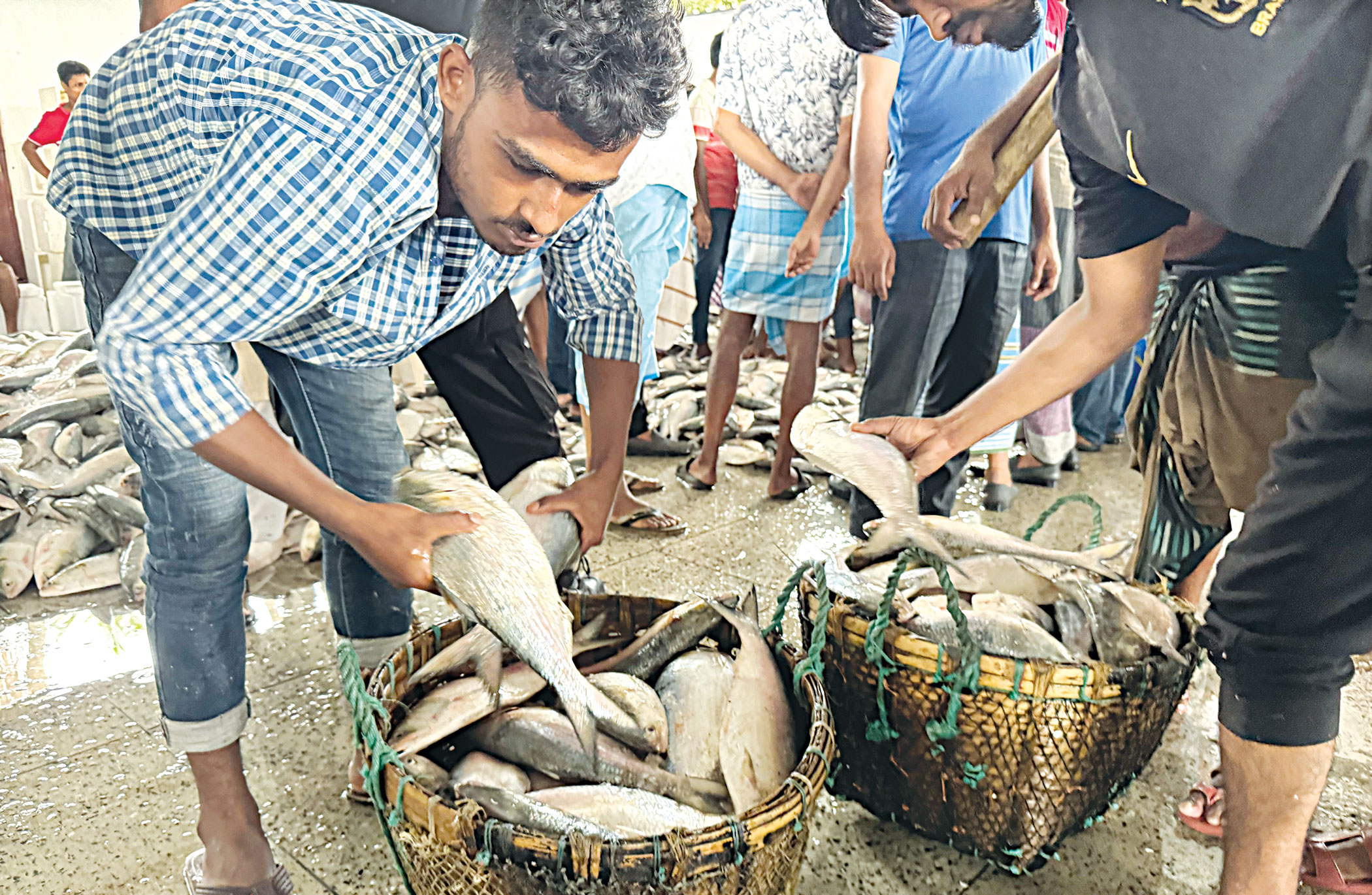 hilsa-2.jpg