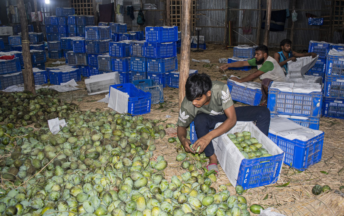 Bangladesh’s mango boom at risk without urgent attention 