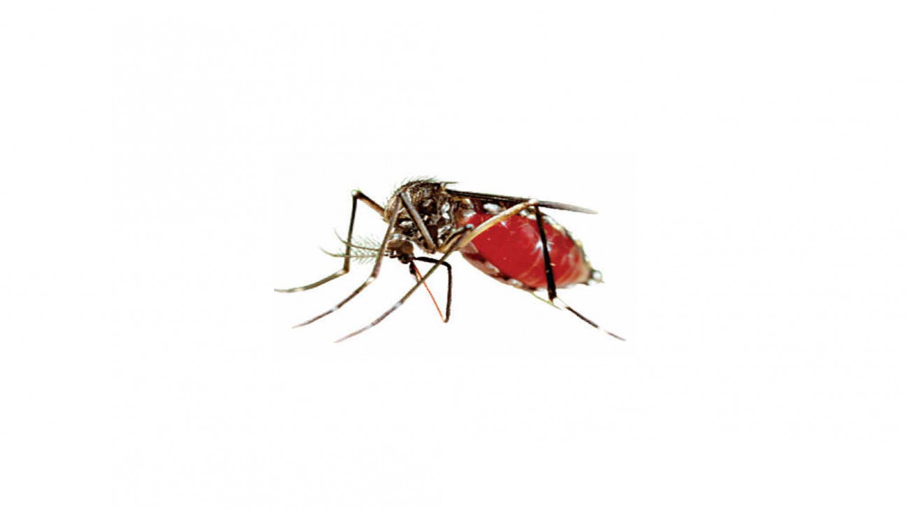 dengue.jpg