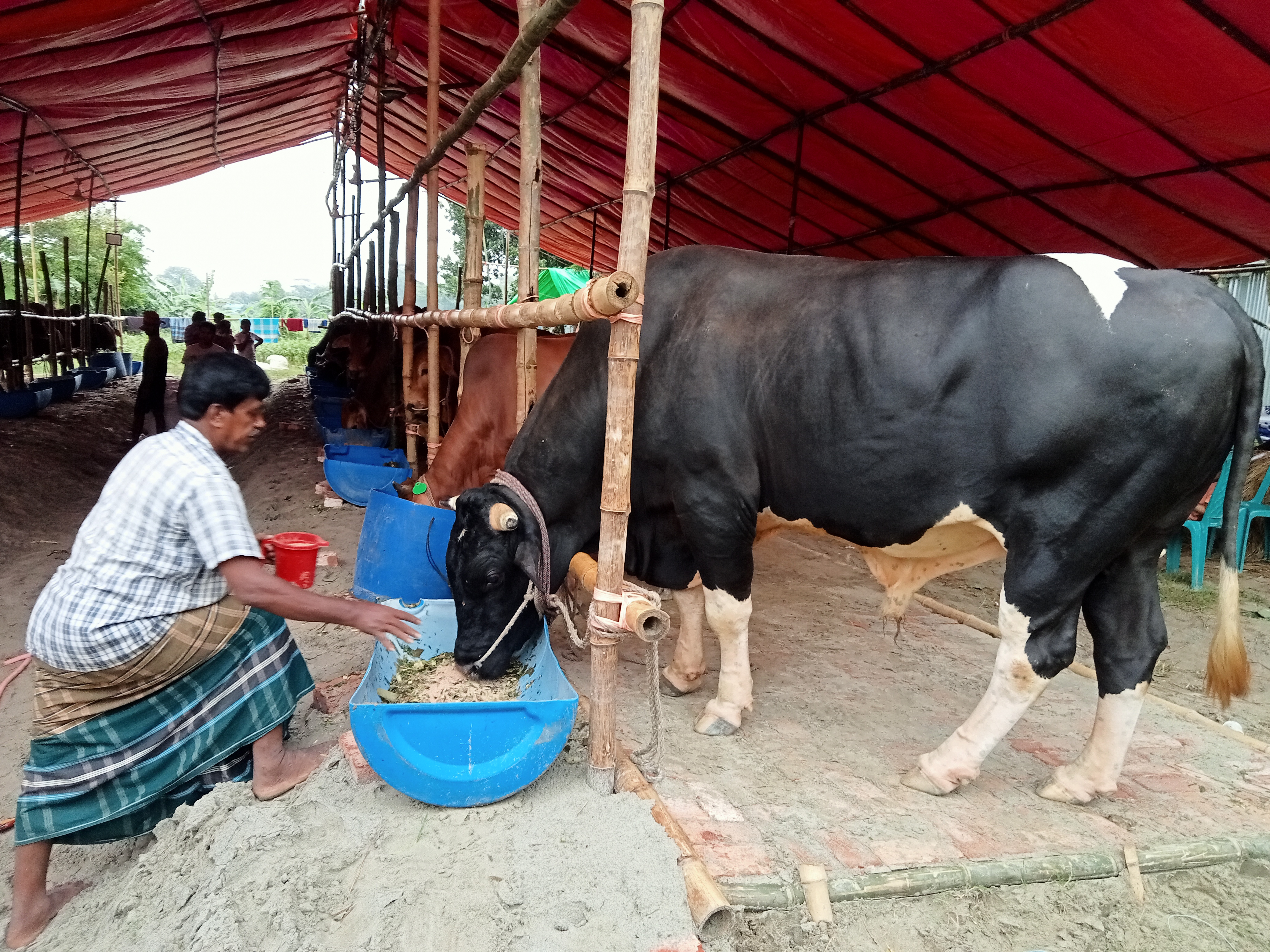 Business story on cow.jpg