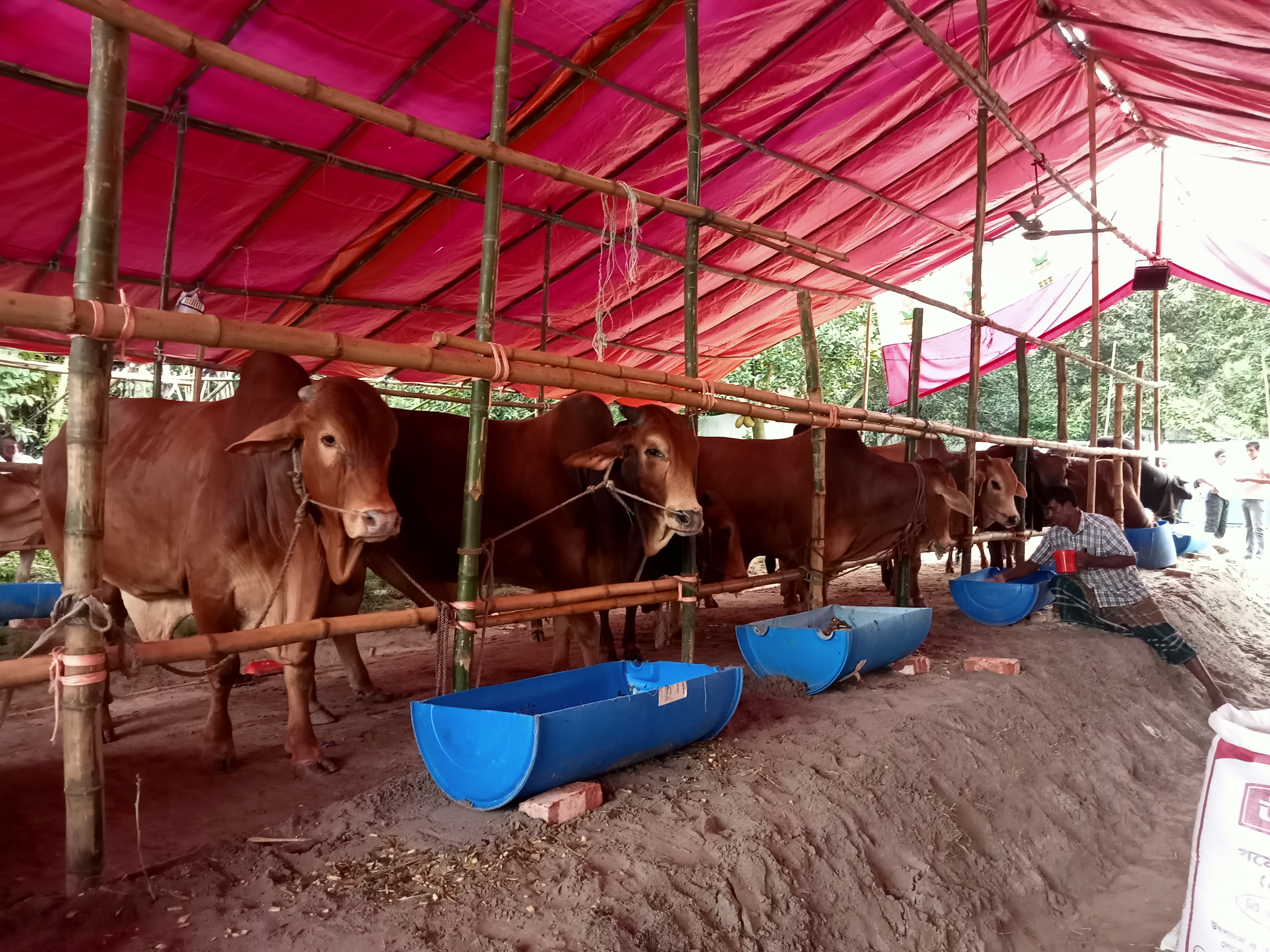 Business story on cow_94f7.jpg