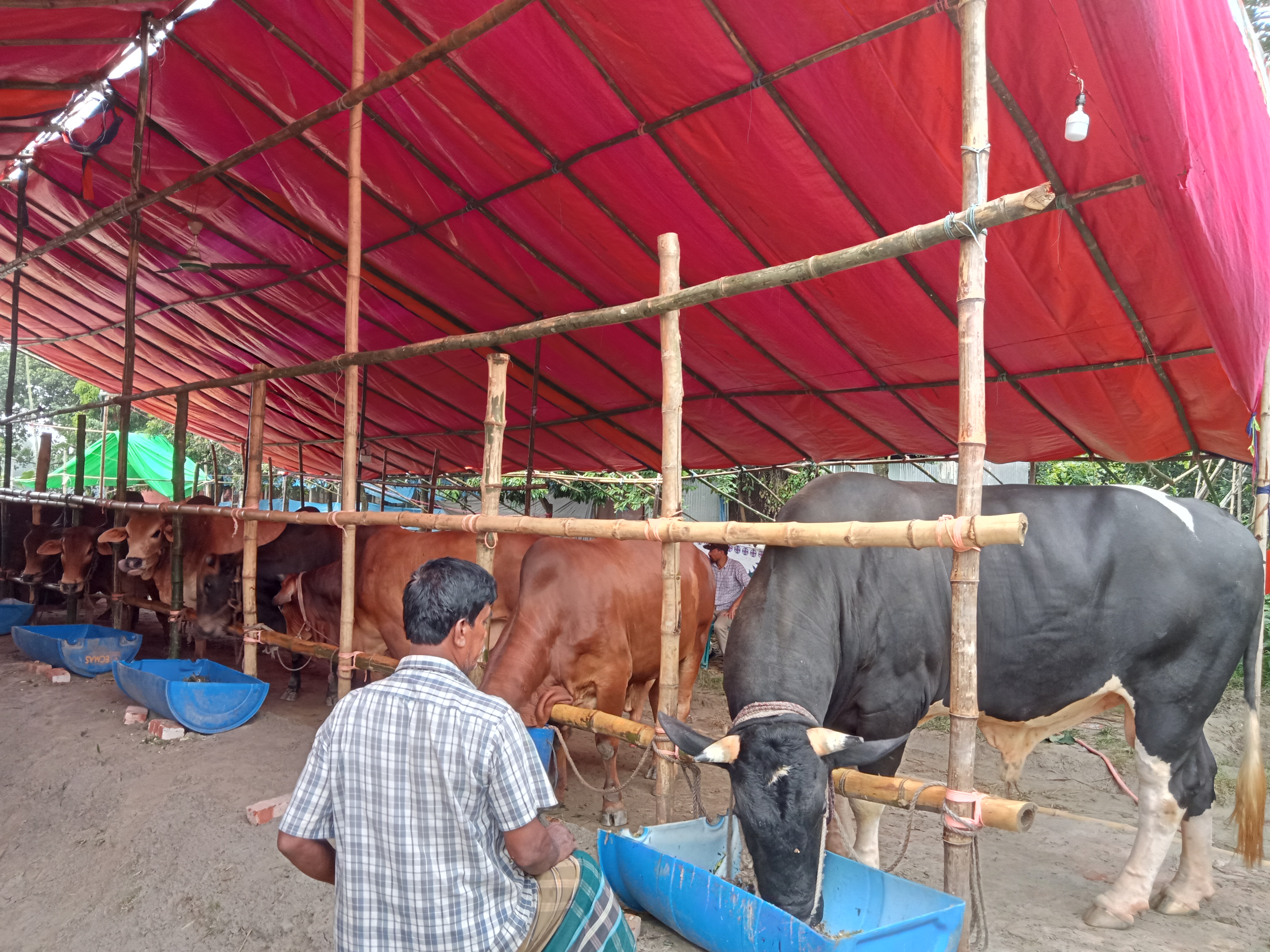 Business story on cow_e569.jpg