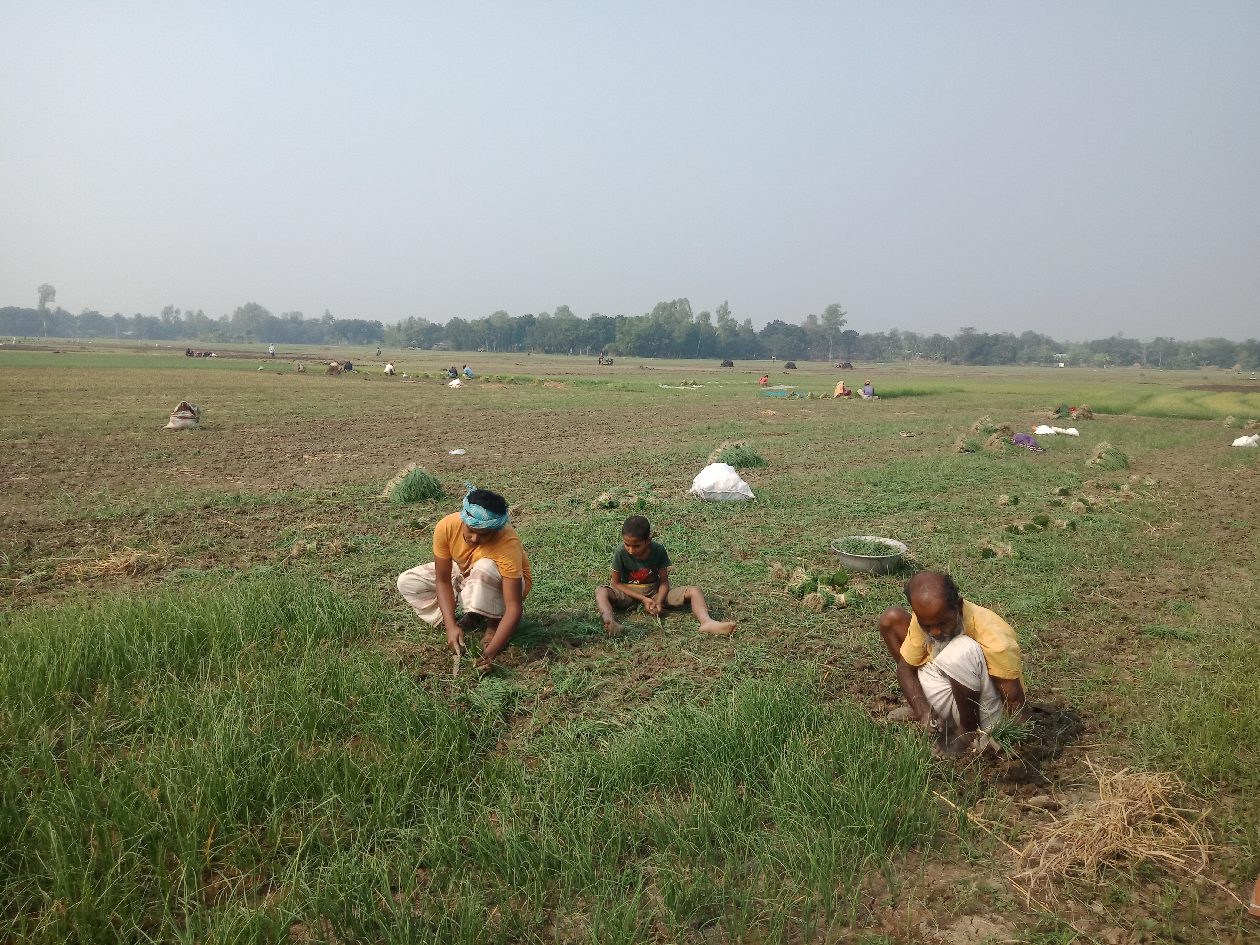Pabna onion farming 2.jpg