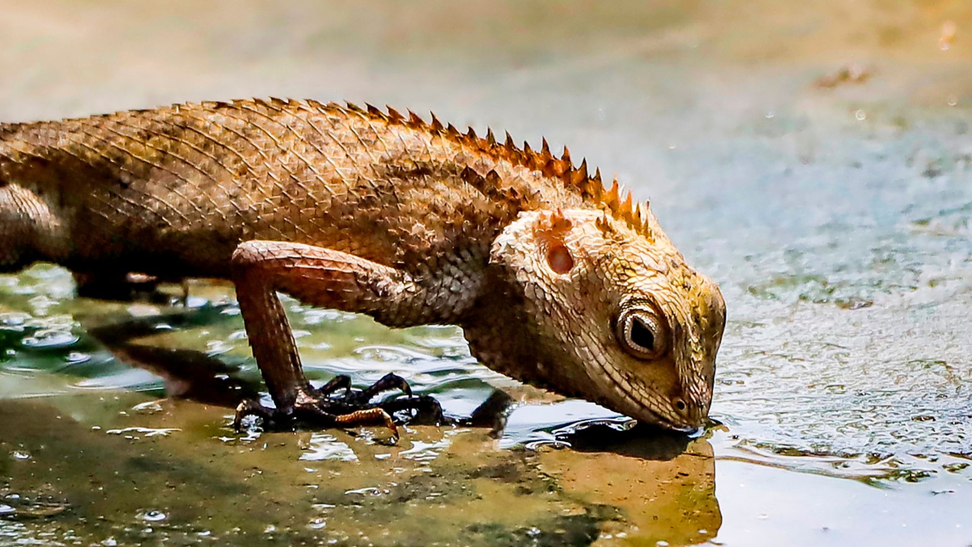 Nature quest: Too hot for the cold blooded