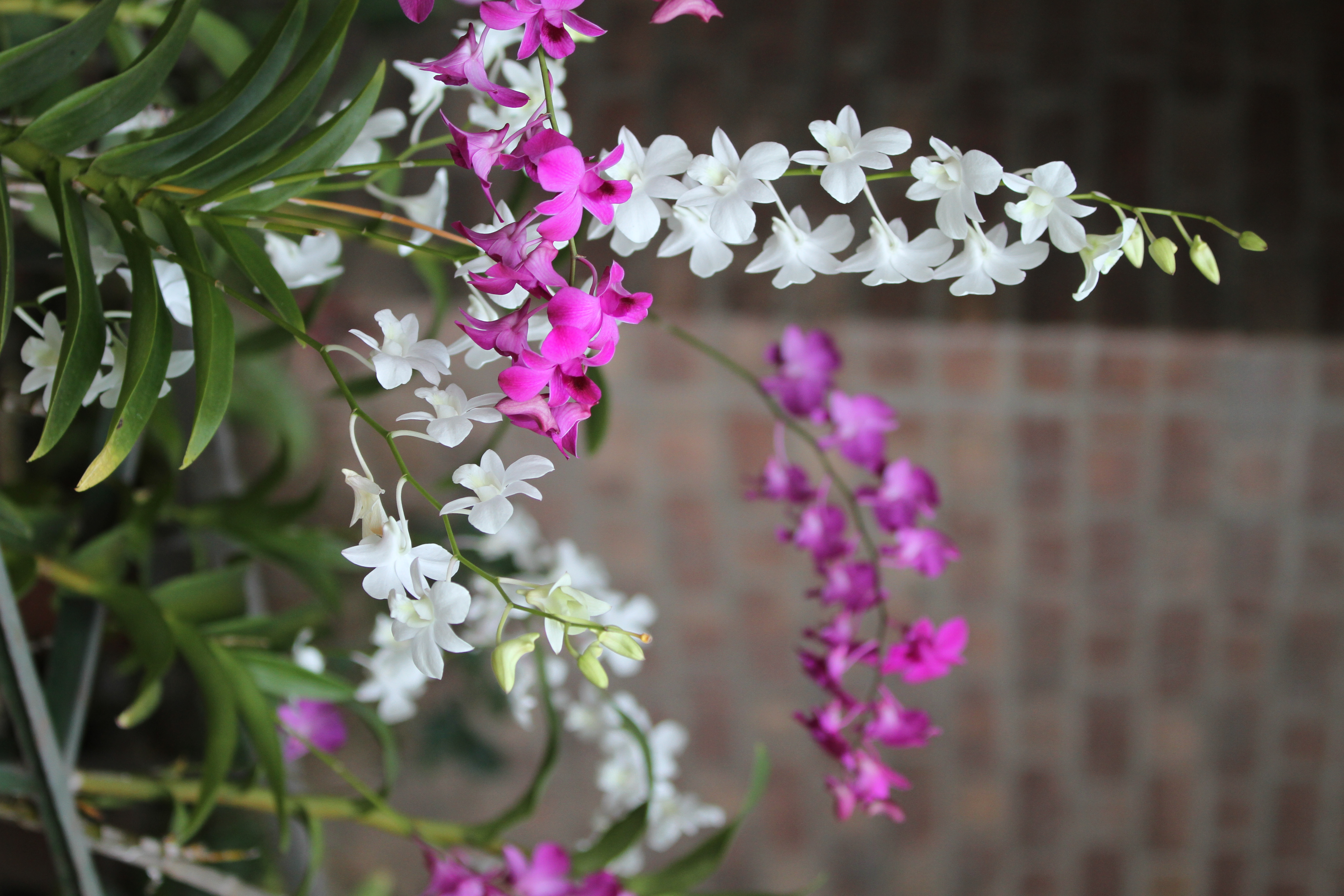 MY Dhaka Orchid_717e.jpg