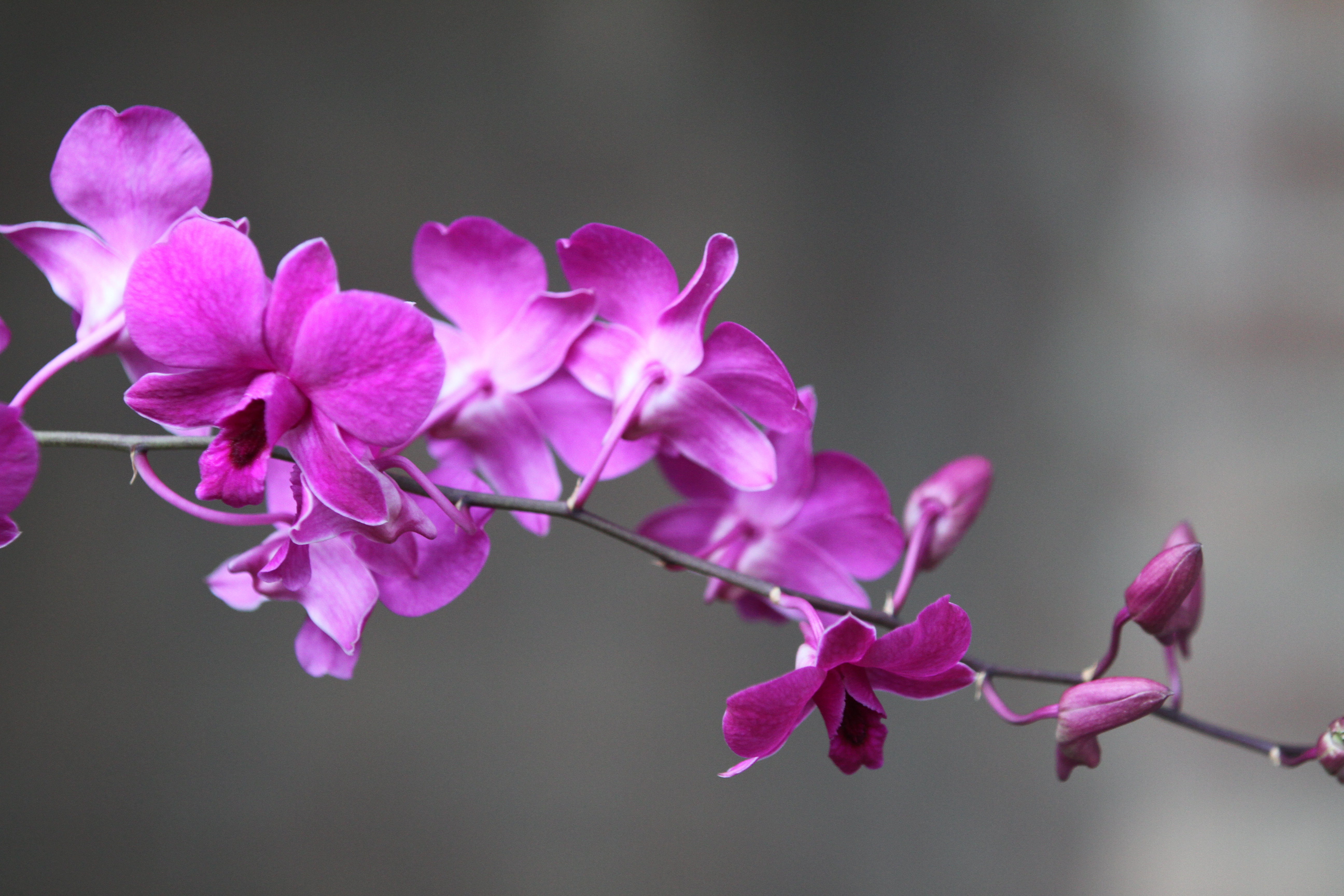 MY Dhaka Orchid_ded2.jpg