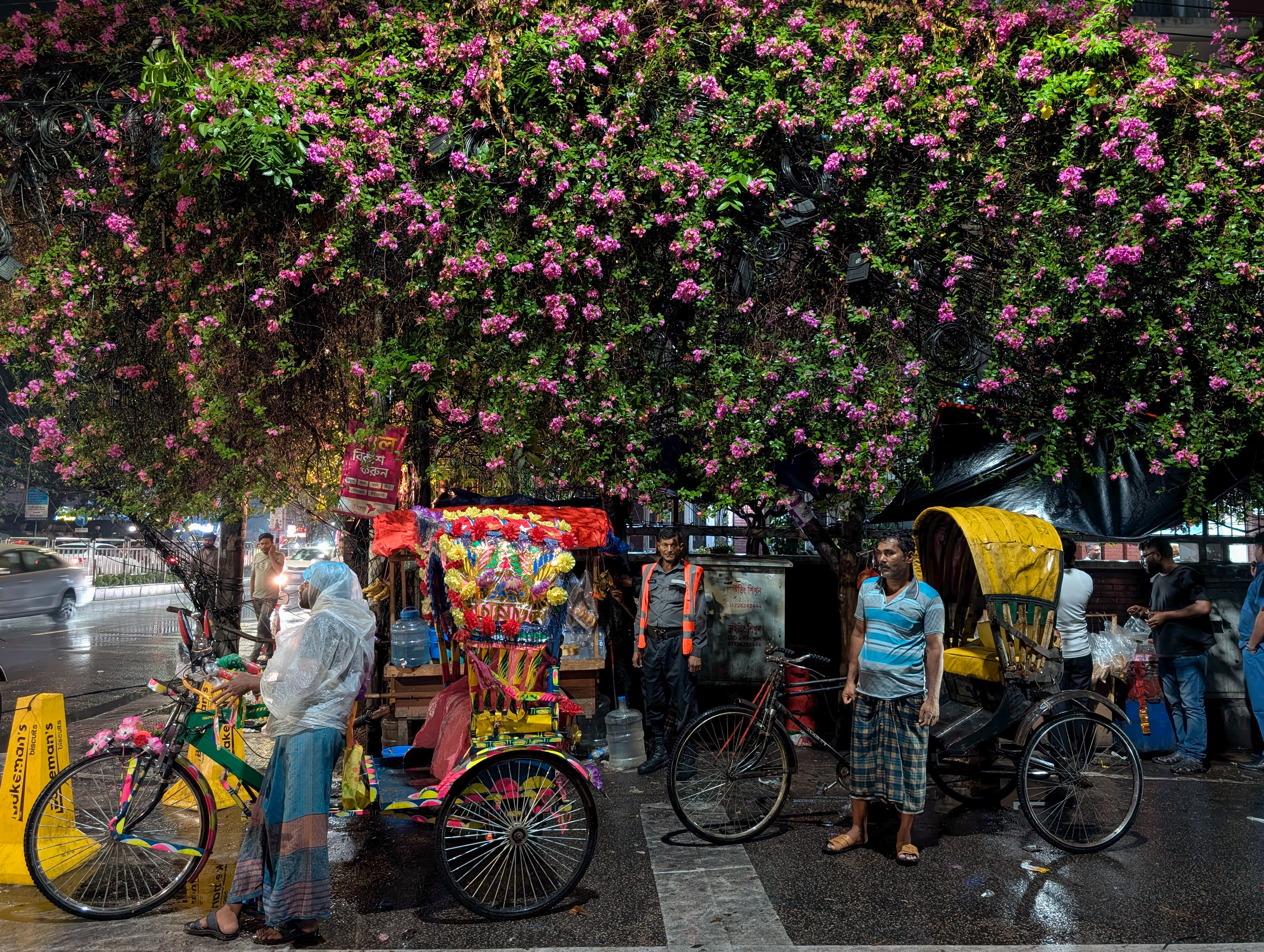 My dhaka -- bouganviliea_c188.jpg