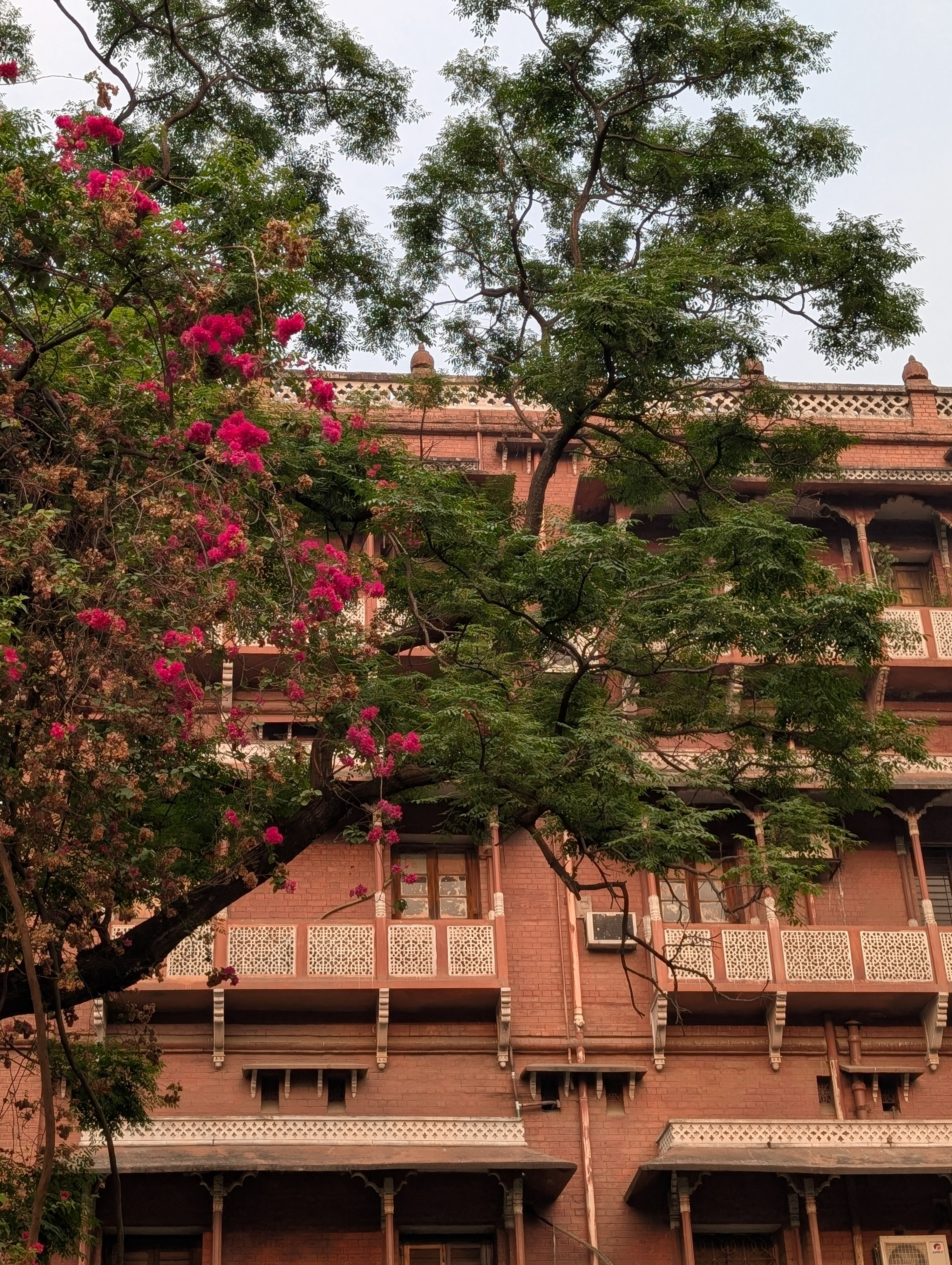 My dhaka -- bouganviliea_e116.jpg