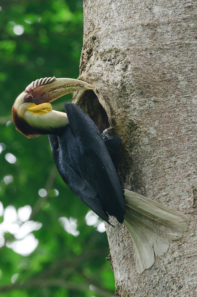 hornbill 