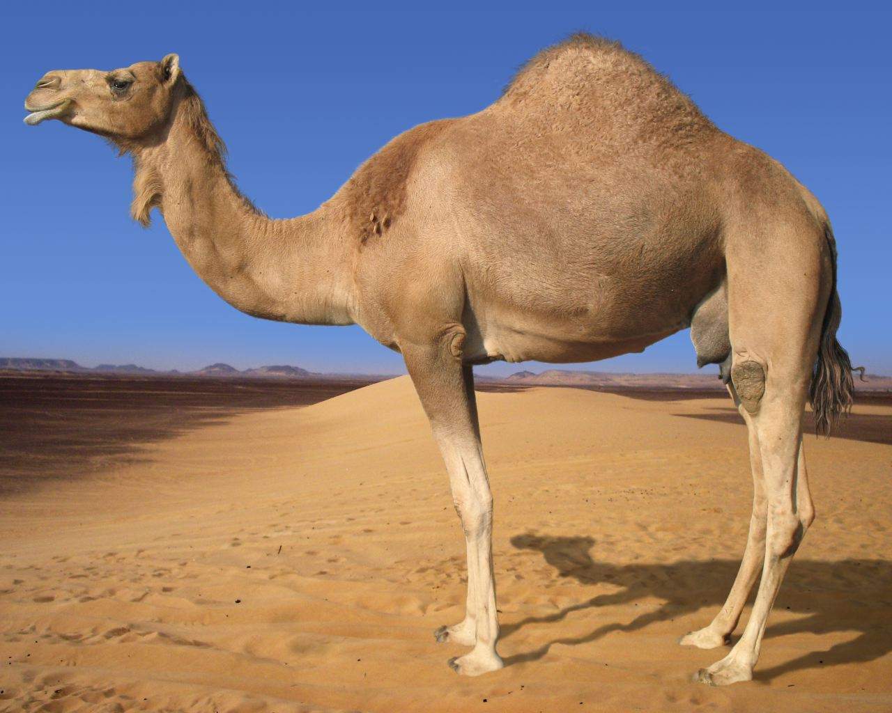 Camel