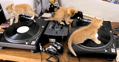 giphycat.gif