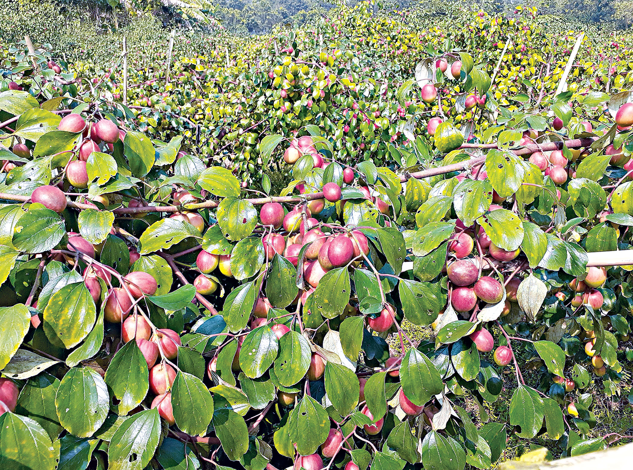 orchard-2.jpg