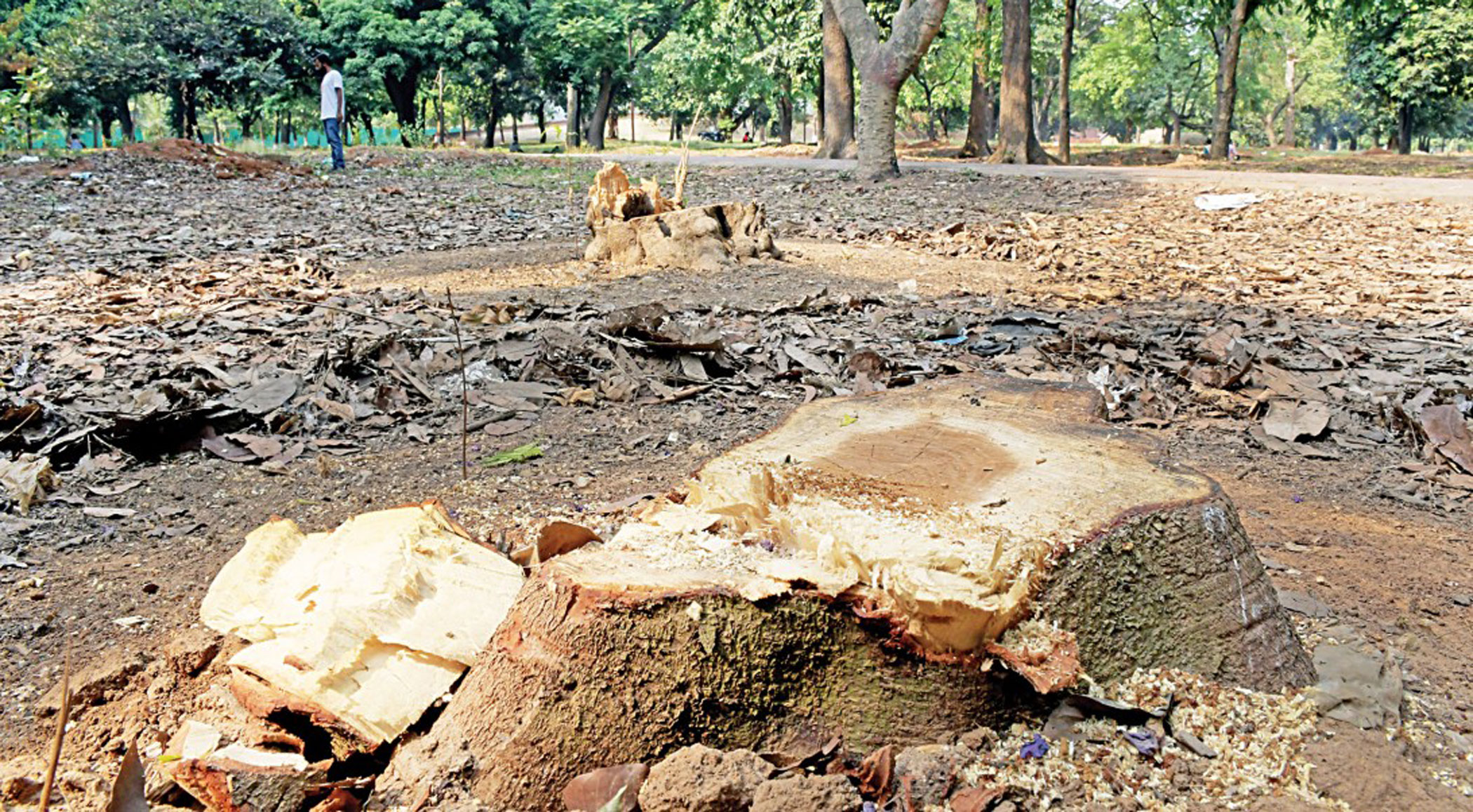 felling-trees-suhrawardy-2.jpg