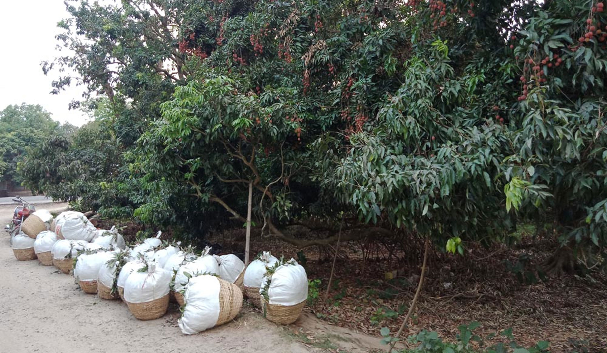 litchis-ishwardi-pabna-2.jpg