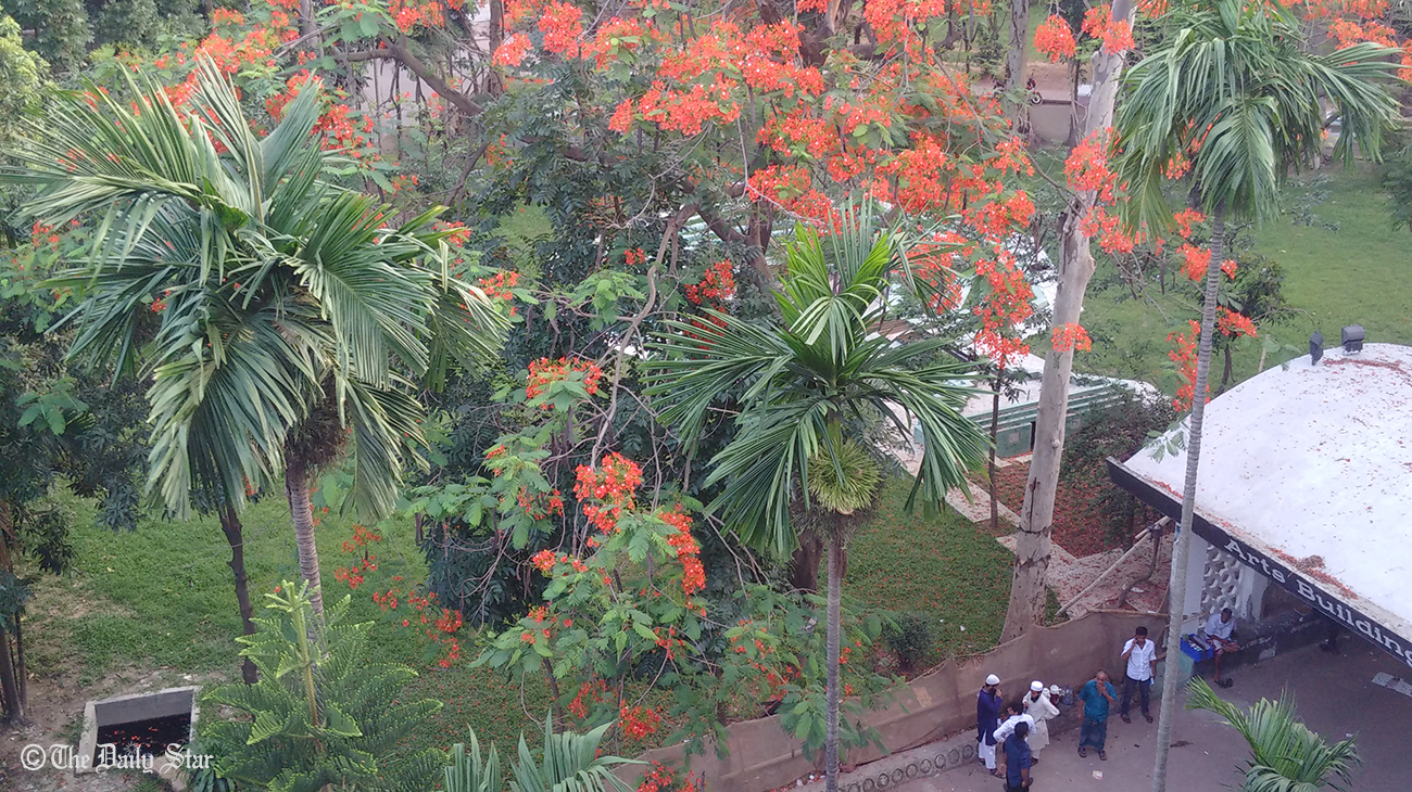Krishnachuras 