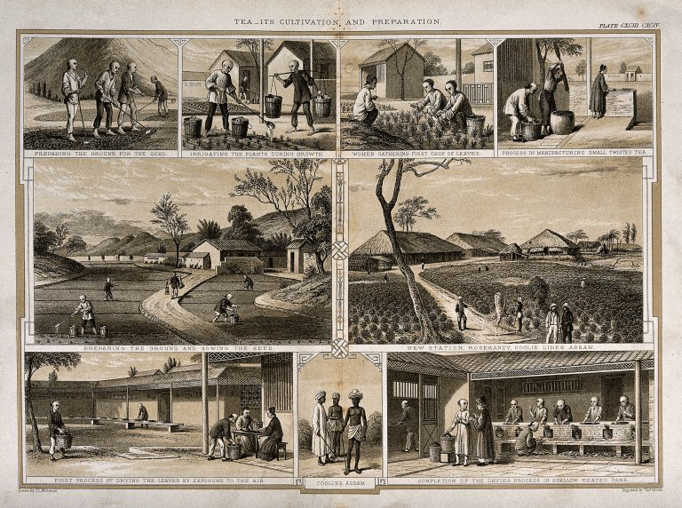 tea_making_assam.jpg