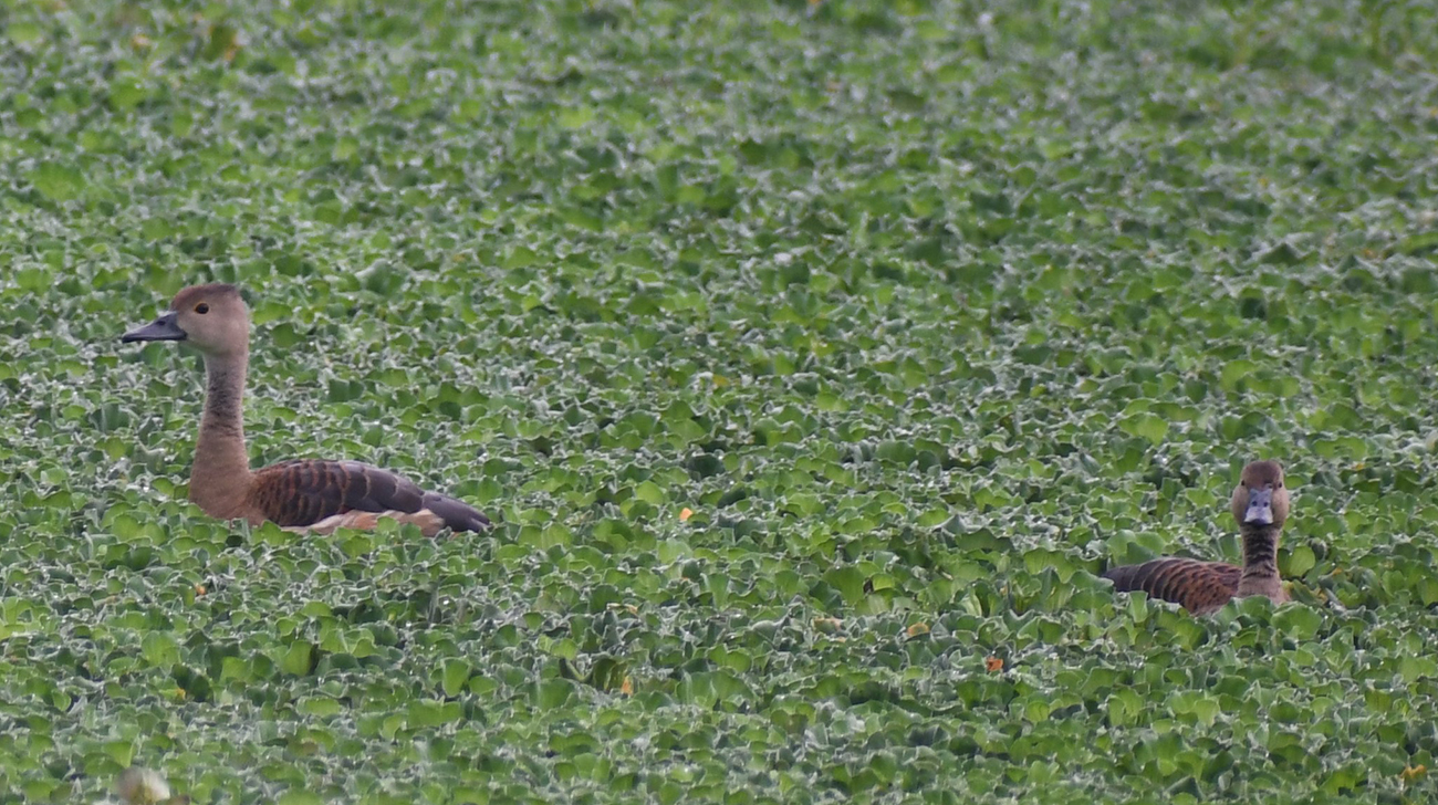5._lesser_whistling_duck.jpg