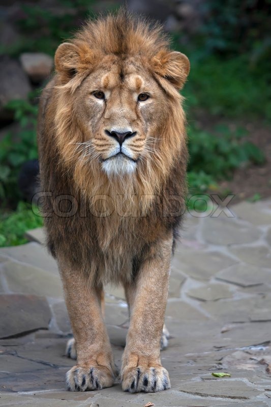 8234633-fullsize-portrait-of-a-young-asian-lion-vertical-image-the-king-of-beasts-with-splendid-mane-wild-beauty-of-the-biggest-cat-the-most-dangerous-and-mighty-predator-of-the-world.jpg